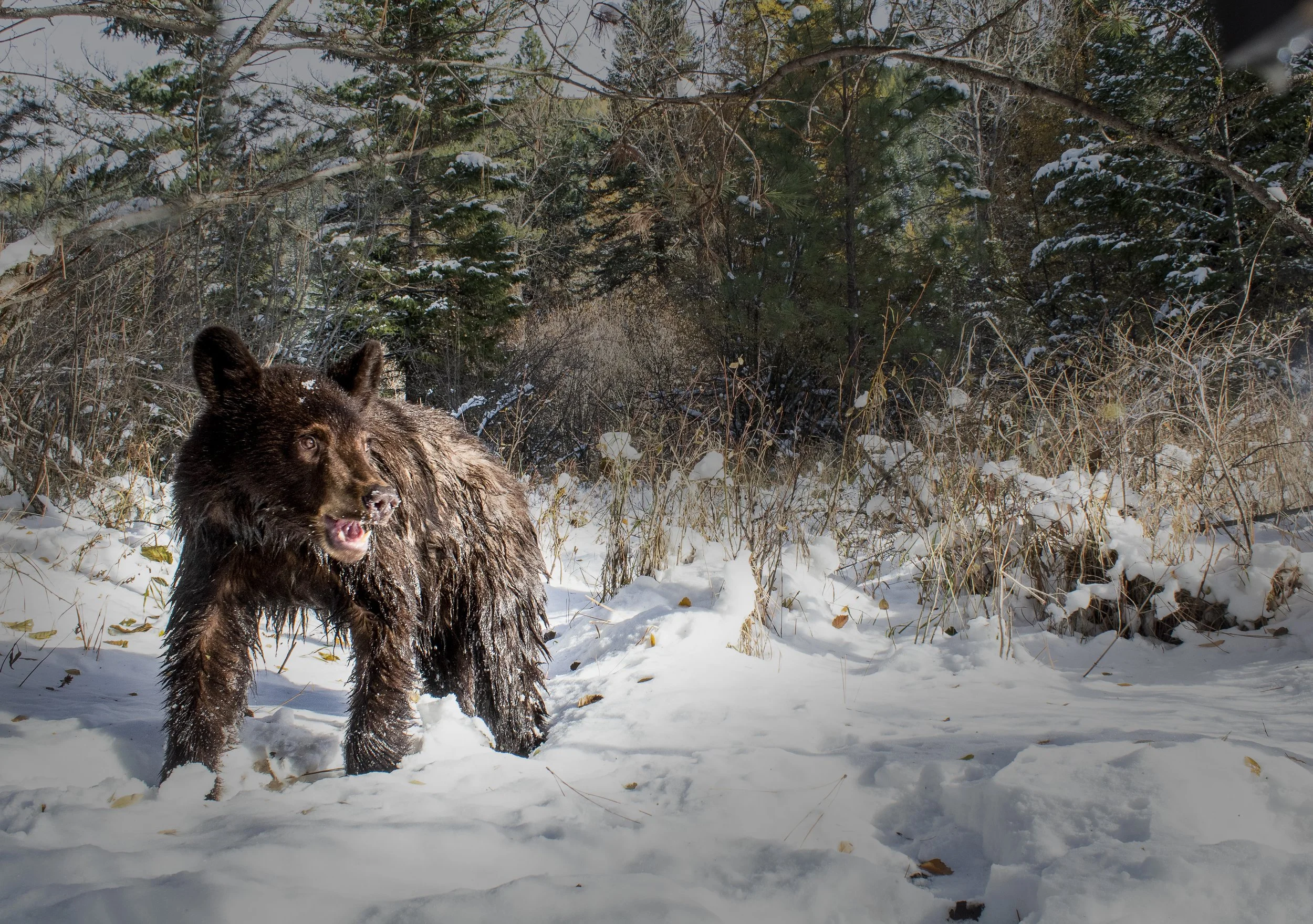 bear2 2.jpg