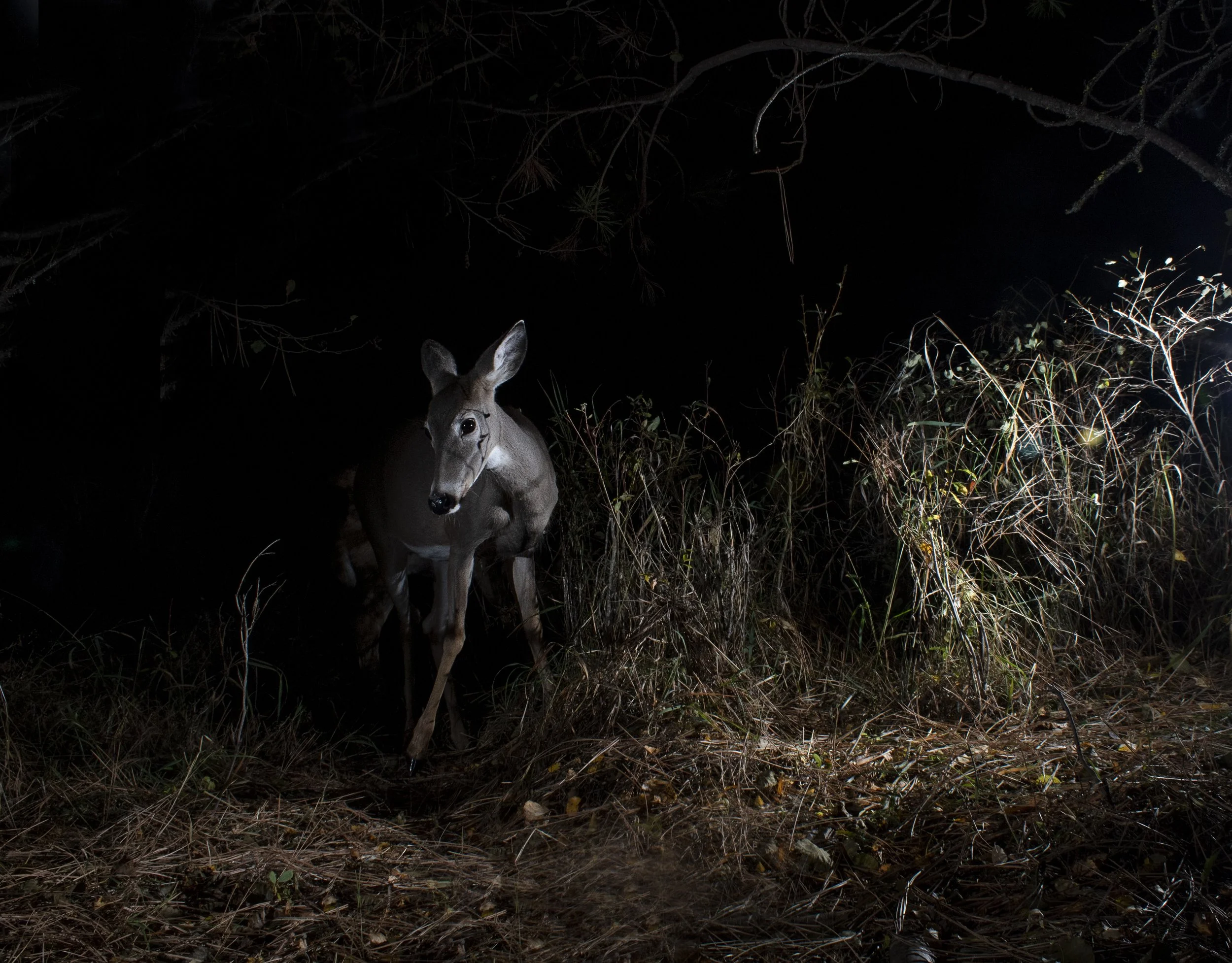 Deer.jpg