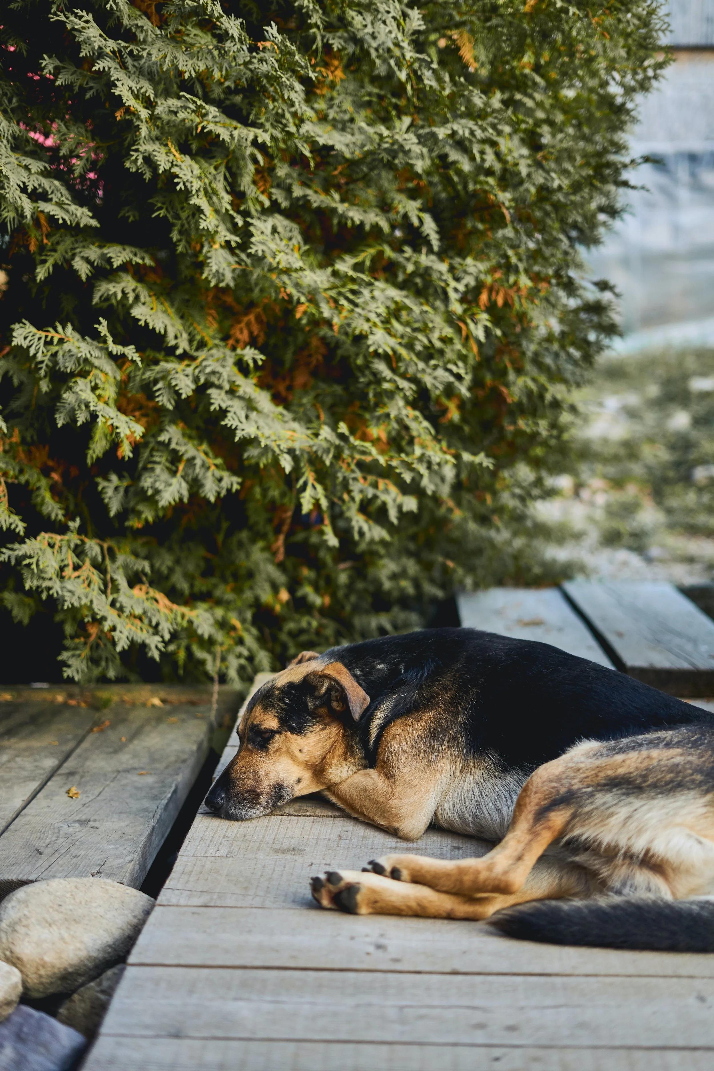 Older dog in need of urgent care rests in backyard