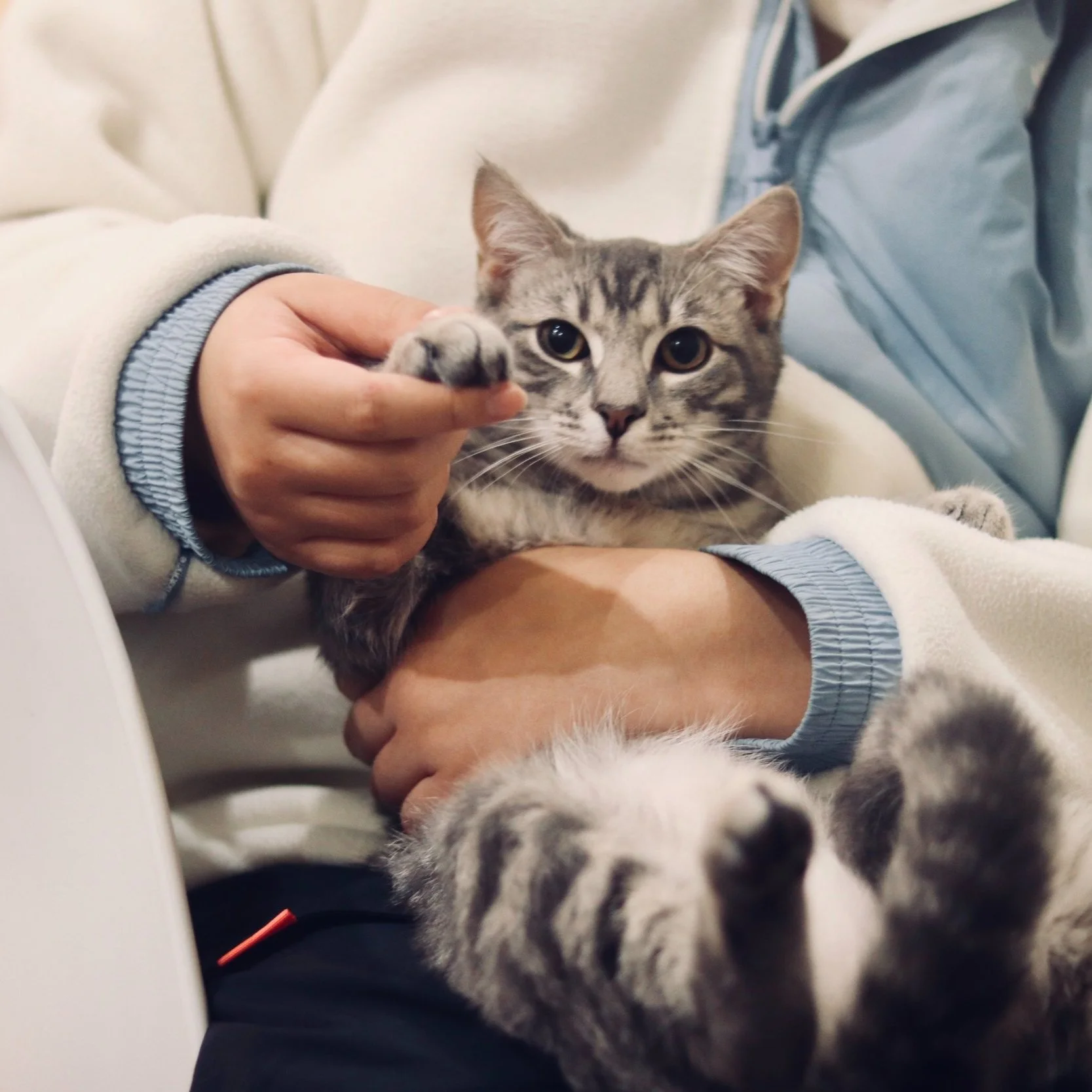 Young cat waves hello to new patients at Faircrest Veterinary Clinic