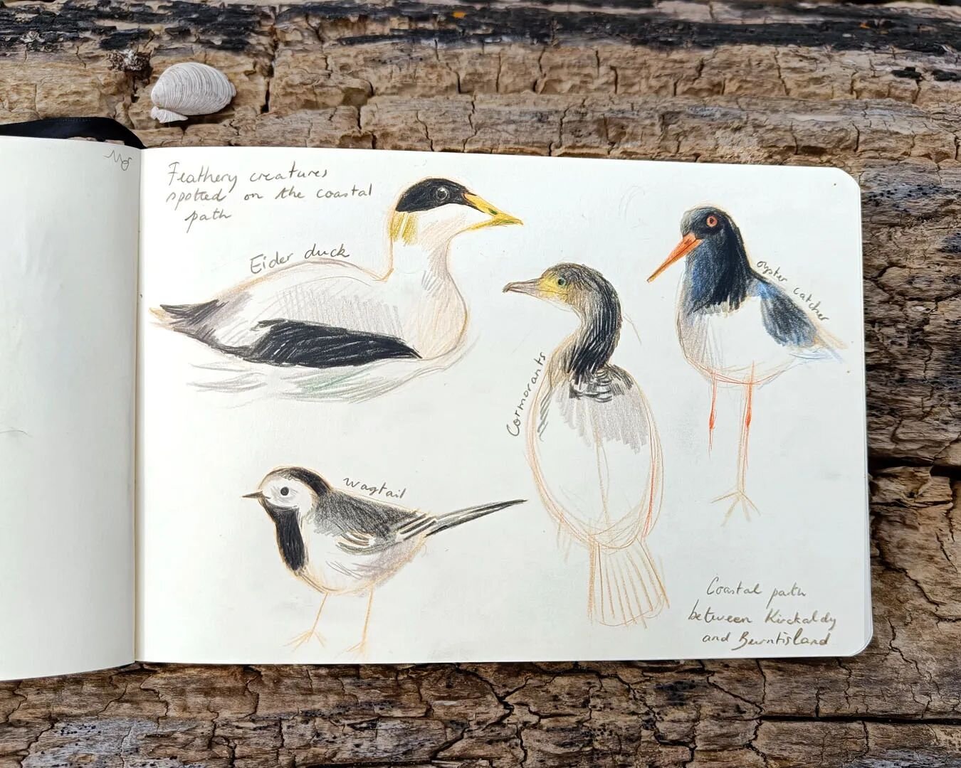 A sketchbook page featuring a few sea birds I spotted during my walks. There's a new article on my blog where I share some of the loose sketches I made and how inspired I felt during my solitary retreat by the coast! I would love to keep experimentin