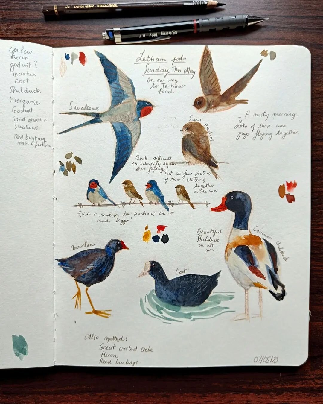Nature journal page from a couple of weeks ago 🌱
 Misty and quiet Sunday morning, the place was quite busy with some lovely feathery friends. My favorite sight was definitely the bunch of swallows and Sand Martens chilling together on the barbwire :