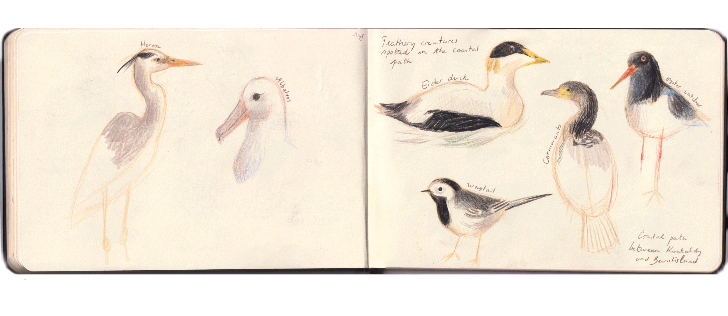 birds.gif