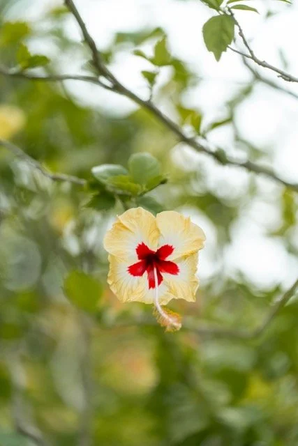 Close-up of a yellow hibiscus flower with a red and white center, surrounded by green leaves and branches. Norse Hill Estate, San San, Port Antonio, Portland, Jamaica.