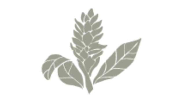 Illustration of a plant with green leaves and a flower spike. Norse Hill Estate, San San, Port Antonio, Portland, Jamaica.