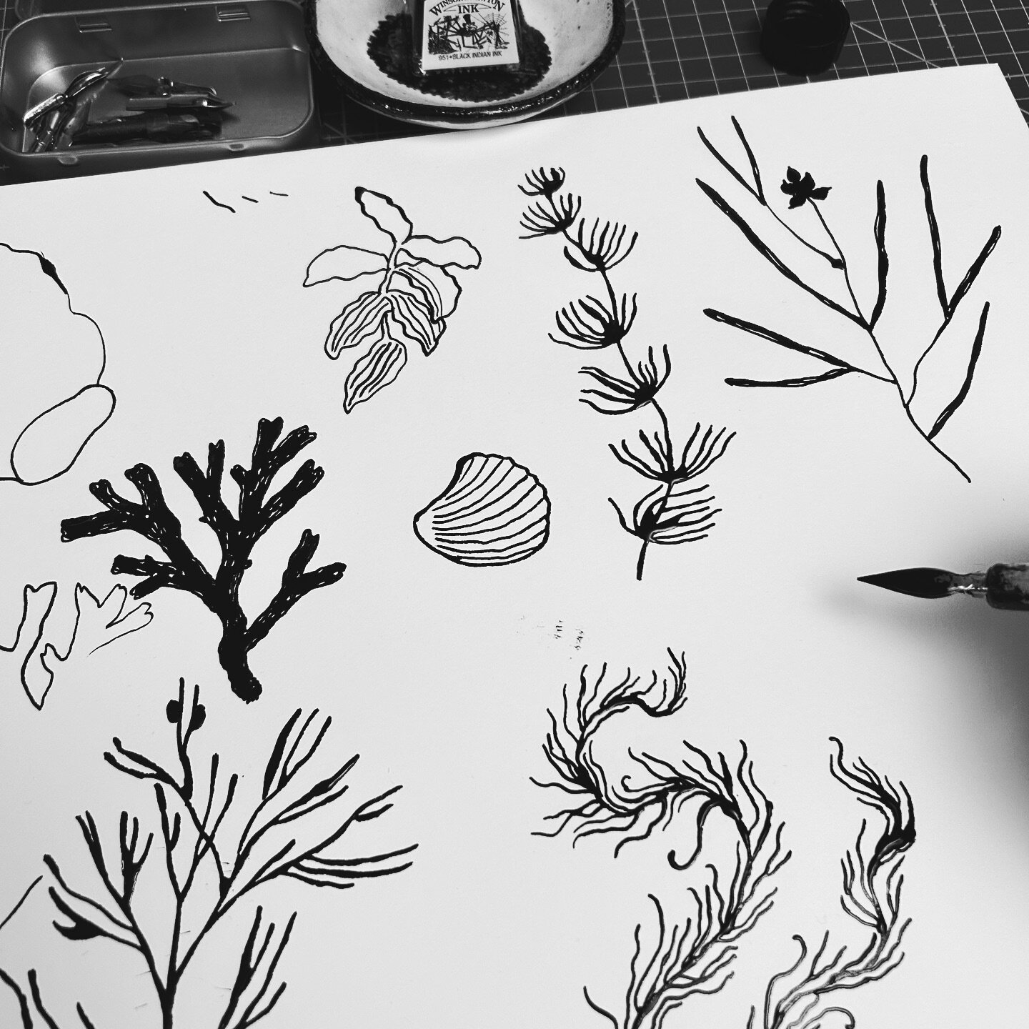 I took out my ink and dip pen after a long while and had so much fun drawing some species from the Baltic Sea 🪸
🪸
#inkdrawing #dippendrawing #dippenandink #mustepiirustus #it&auml;meri #kuvittaja #mustepiirros #seaweed