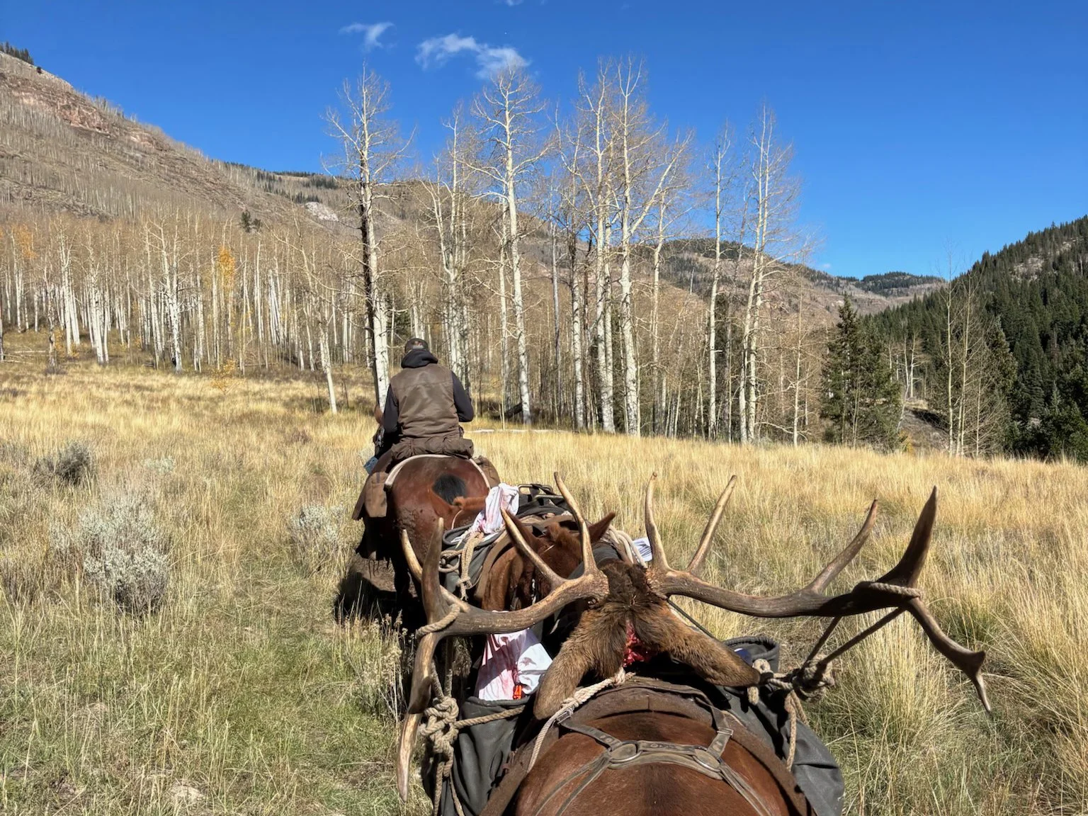 2025 Elk Hunting Recap