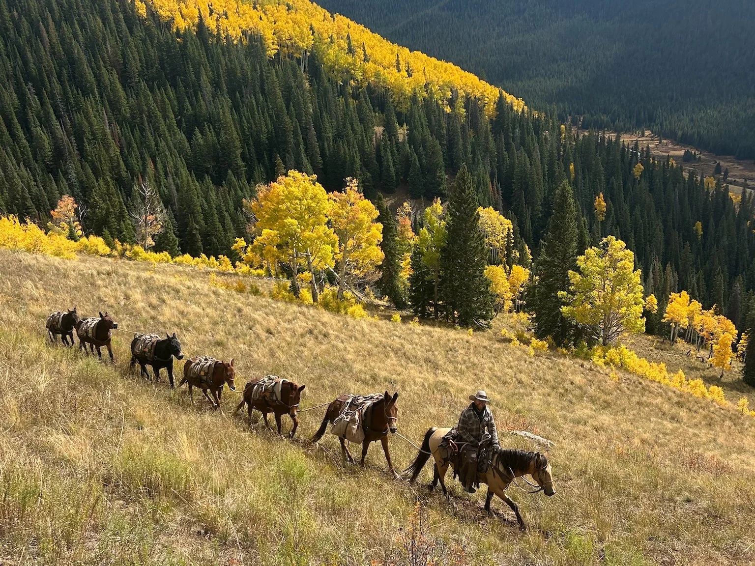 Horseback Wilderness Elk Hunt
