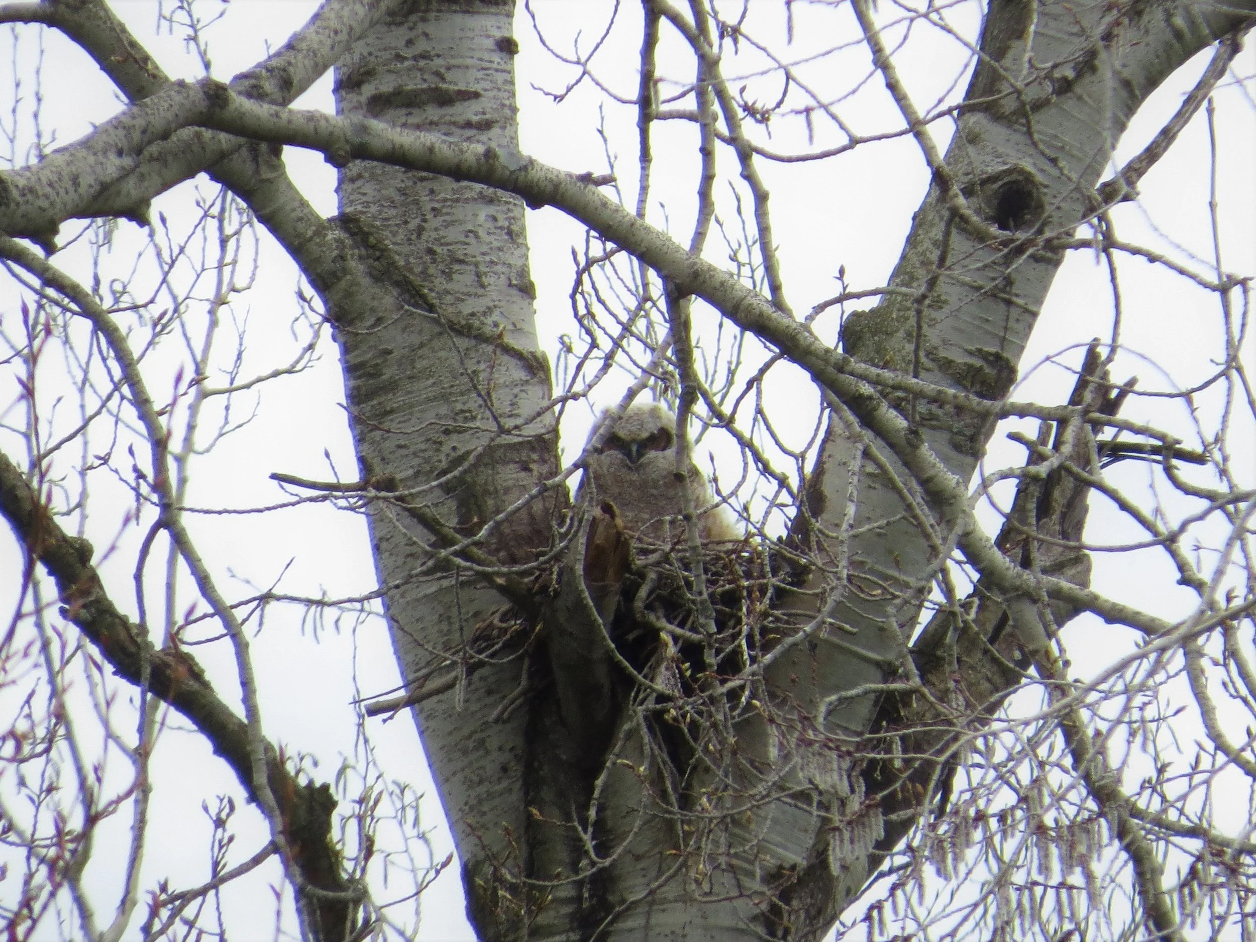 a great horned owl chick. So fluffy! - Photo by M. Garvin