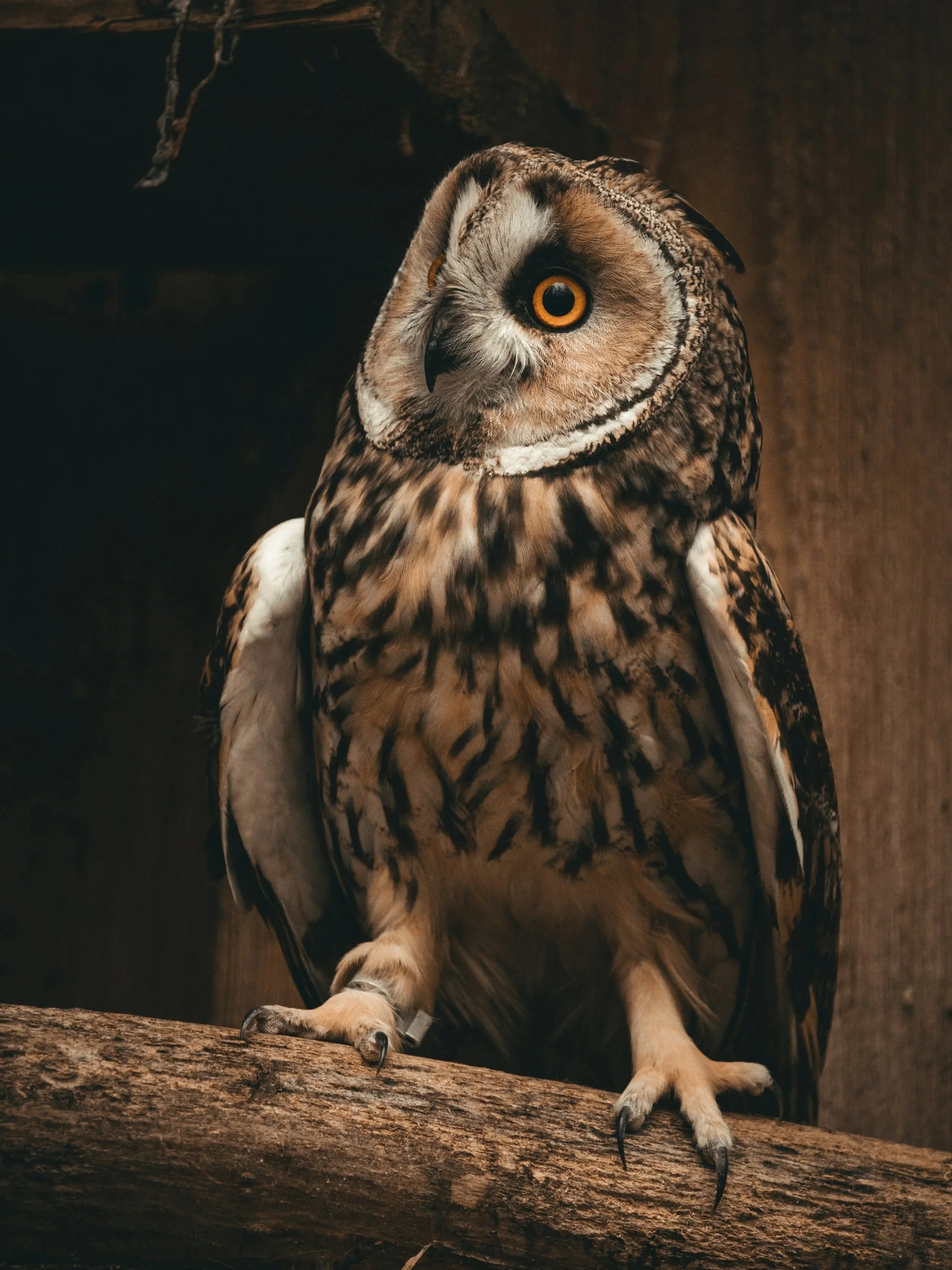 Editing Goals for 2026 - This Year’s Challenge and Request for Help