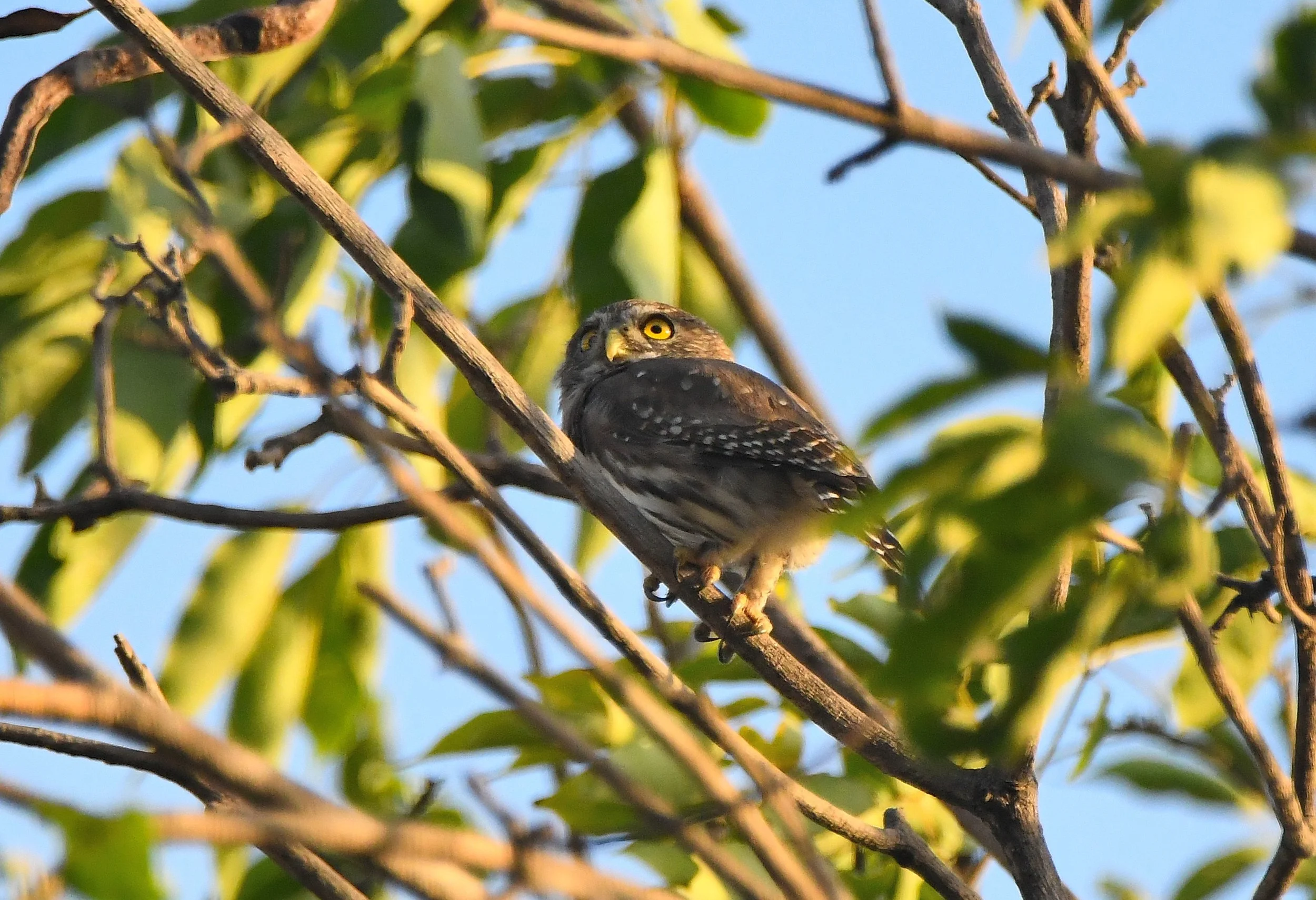 an adorable pygmy owl! - photo by M. Garvin
