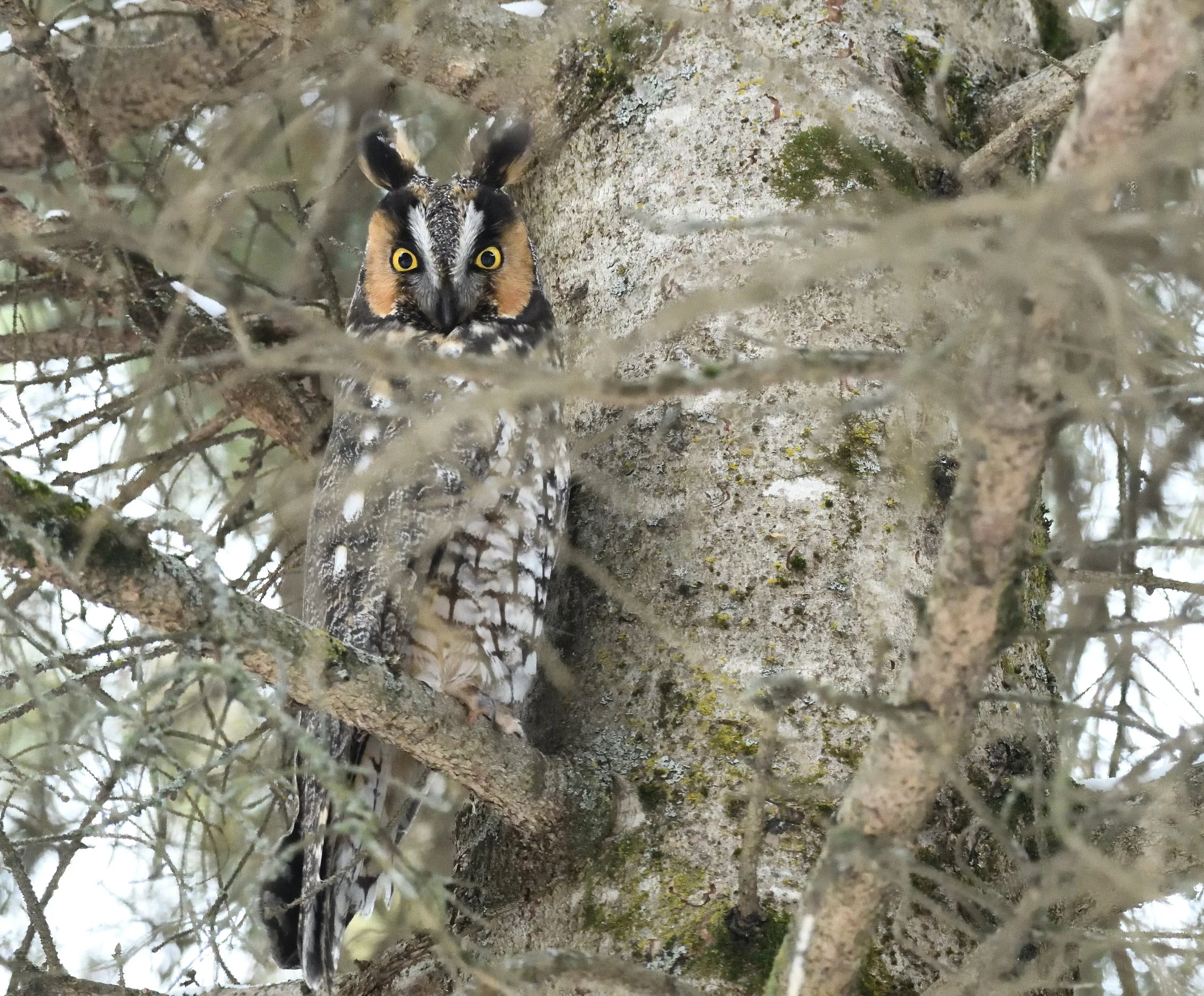 long-eared owl - photo by M. Garvin