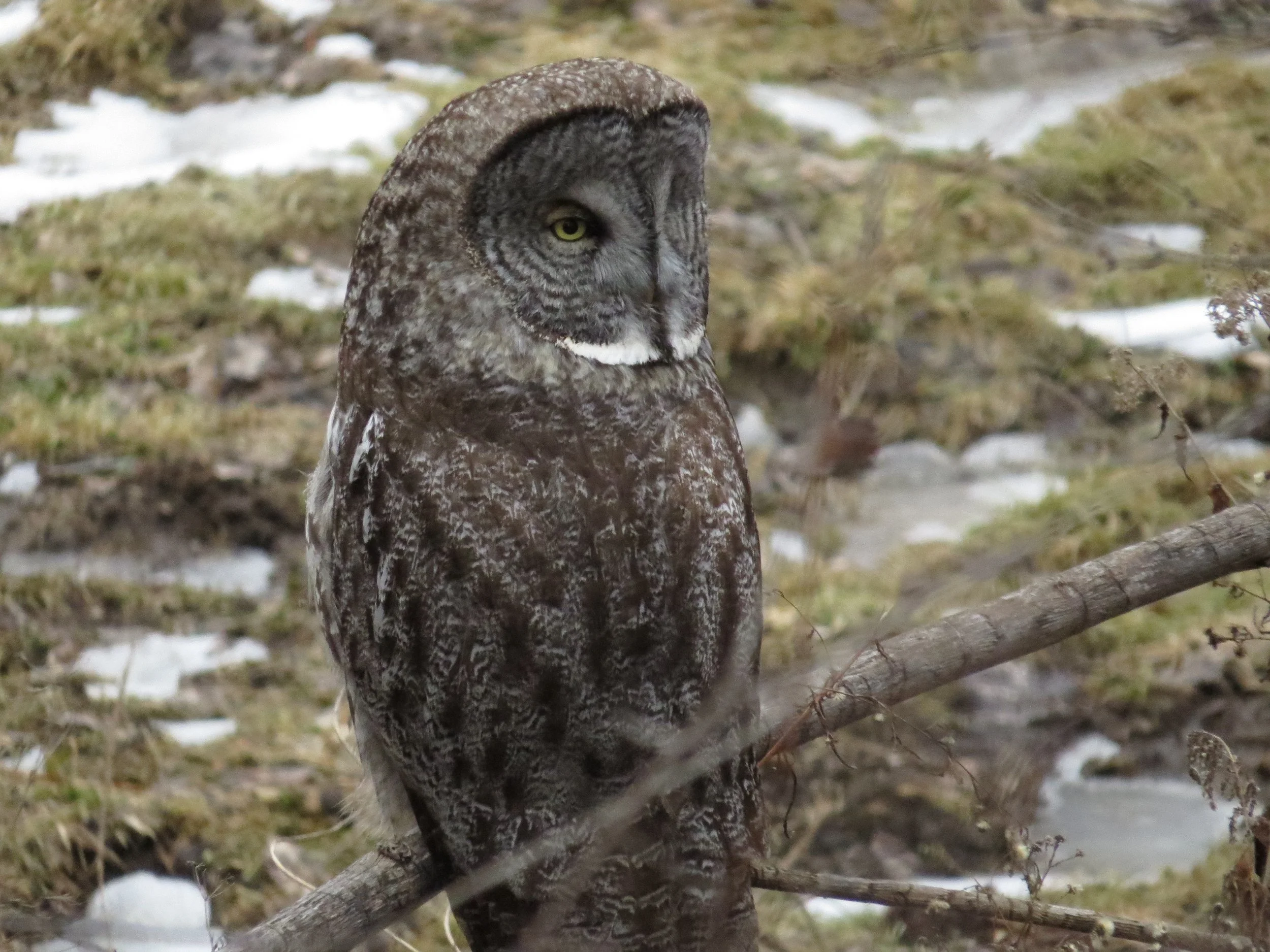 great grey owl - photo by M. Garvin