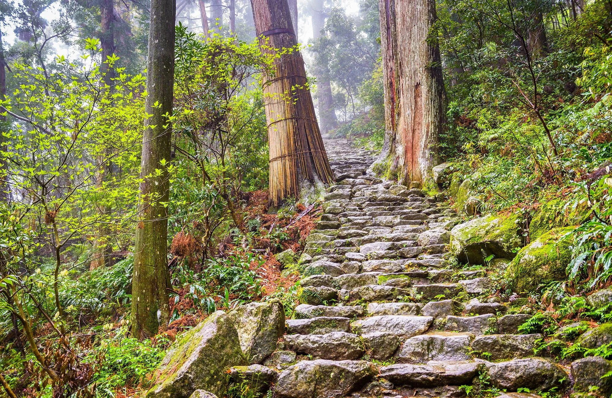 HERO_HikingKumanoKodo_Hero_shutterstock693876250.jpg