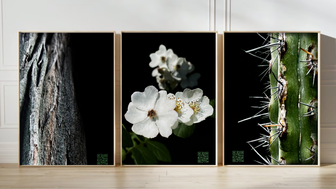 Triptych Photographic display featuring close-up images of tree bark, white flowers, and cactus spines.
