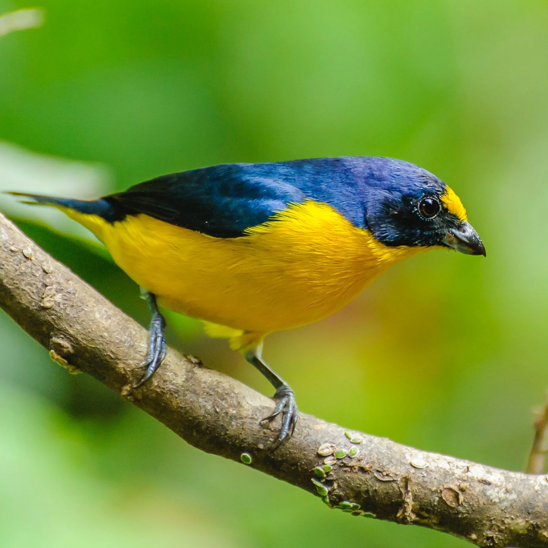 A colorful bird with a bright yellow belly, dark blue wings, and a black face perched on a tree branch against a blurred green background.