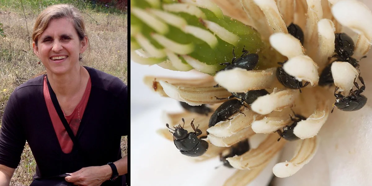 USBG Expert Is In: Pollination Past & Present