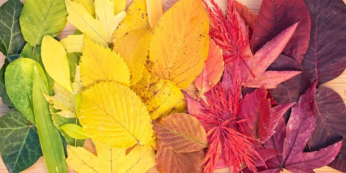 USBG Expert Is In: Plants &amp; Color