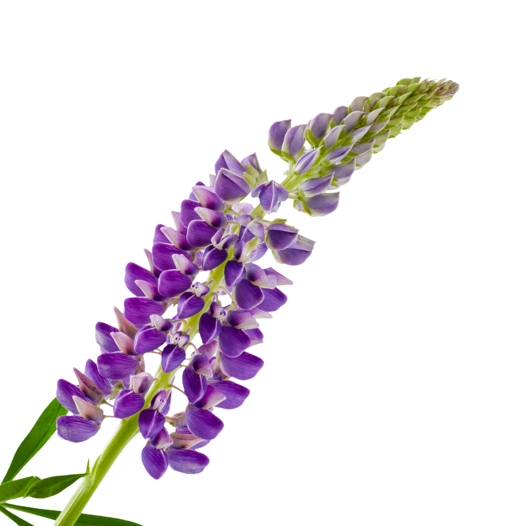 Lupine flower