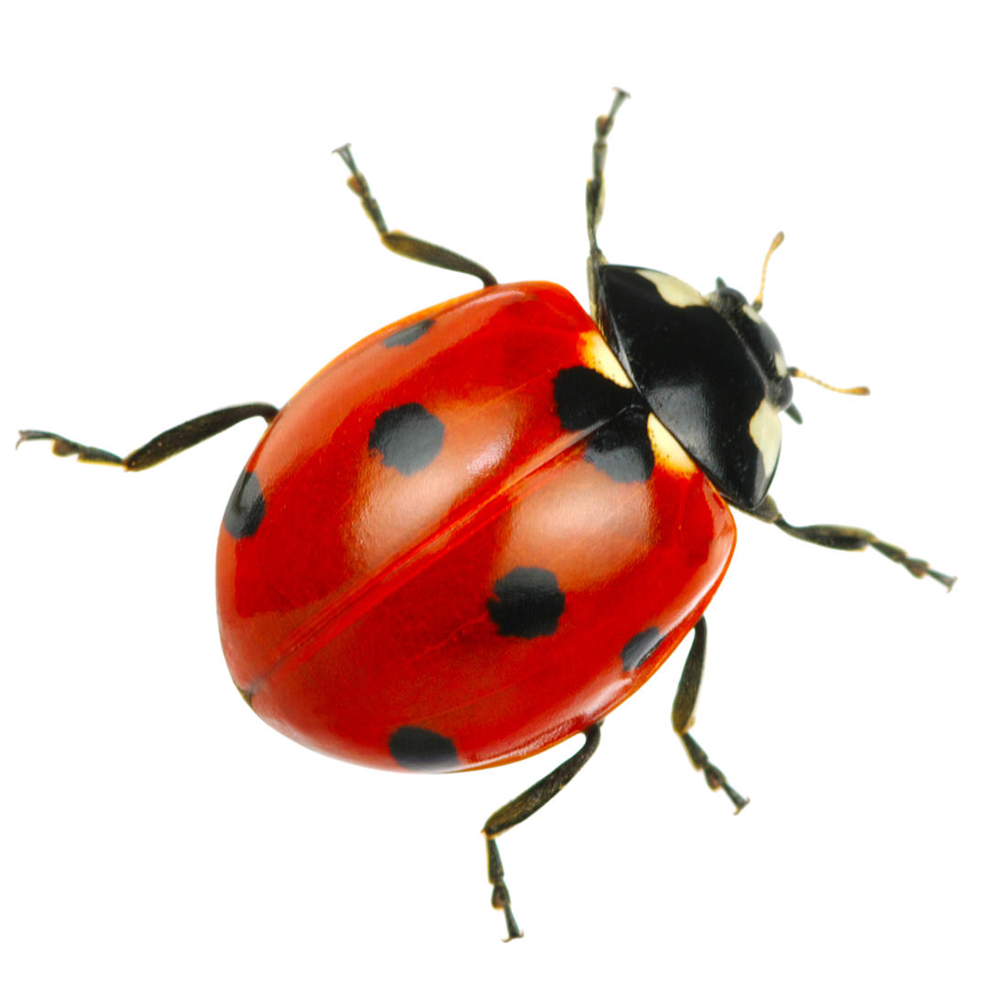 Ladybug