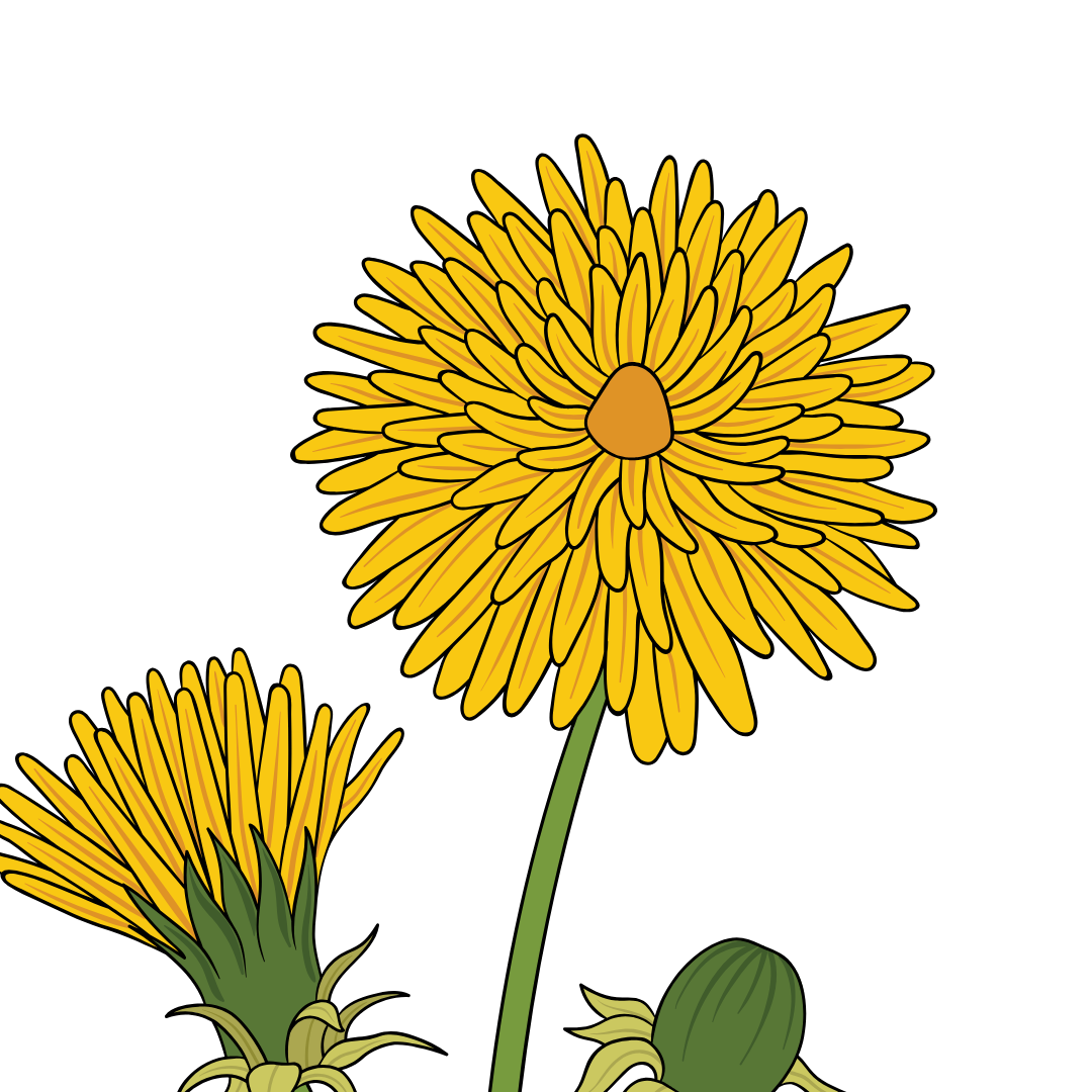 dandelion illustration