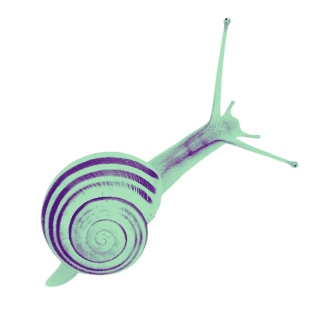 Duotone snail