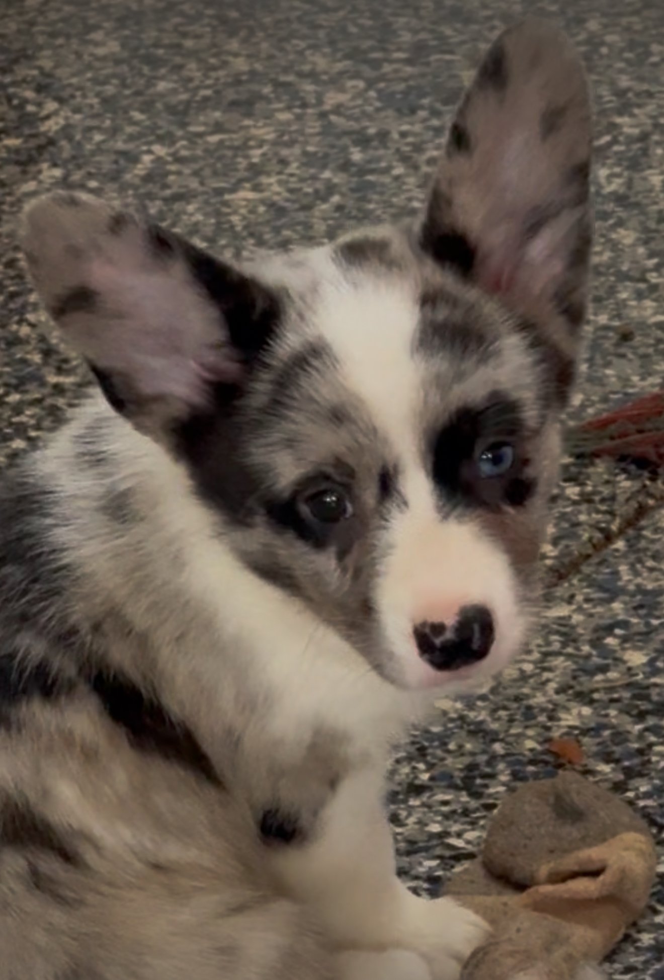 **SOLD** BLUE MERLE - Female 