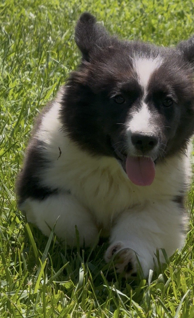 FLUFFY Black & White Brindle Point Male