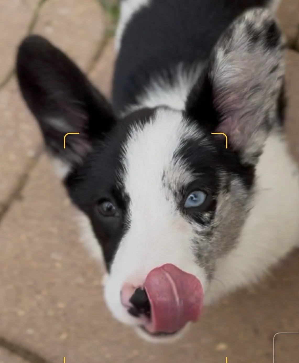 Blue Merle Female