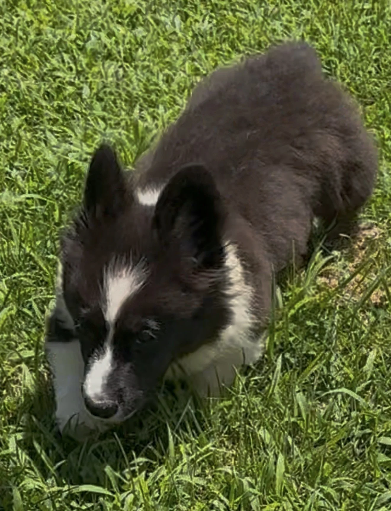 FLUFFY Black & White Brindle Point Male