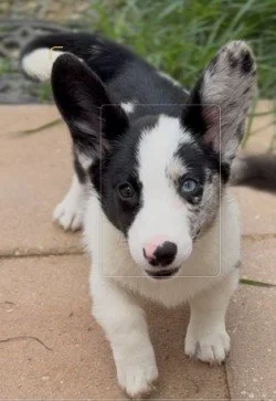 Blue Merle Female