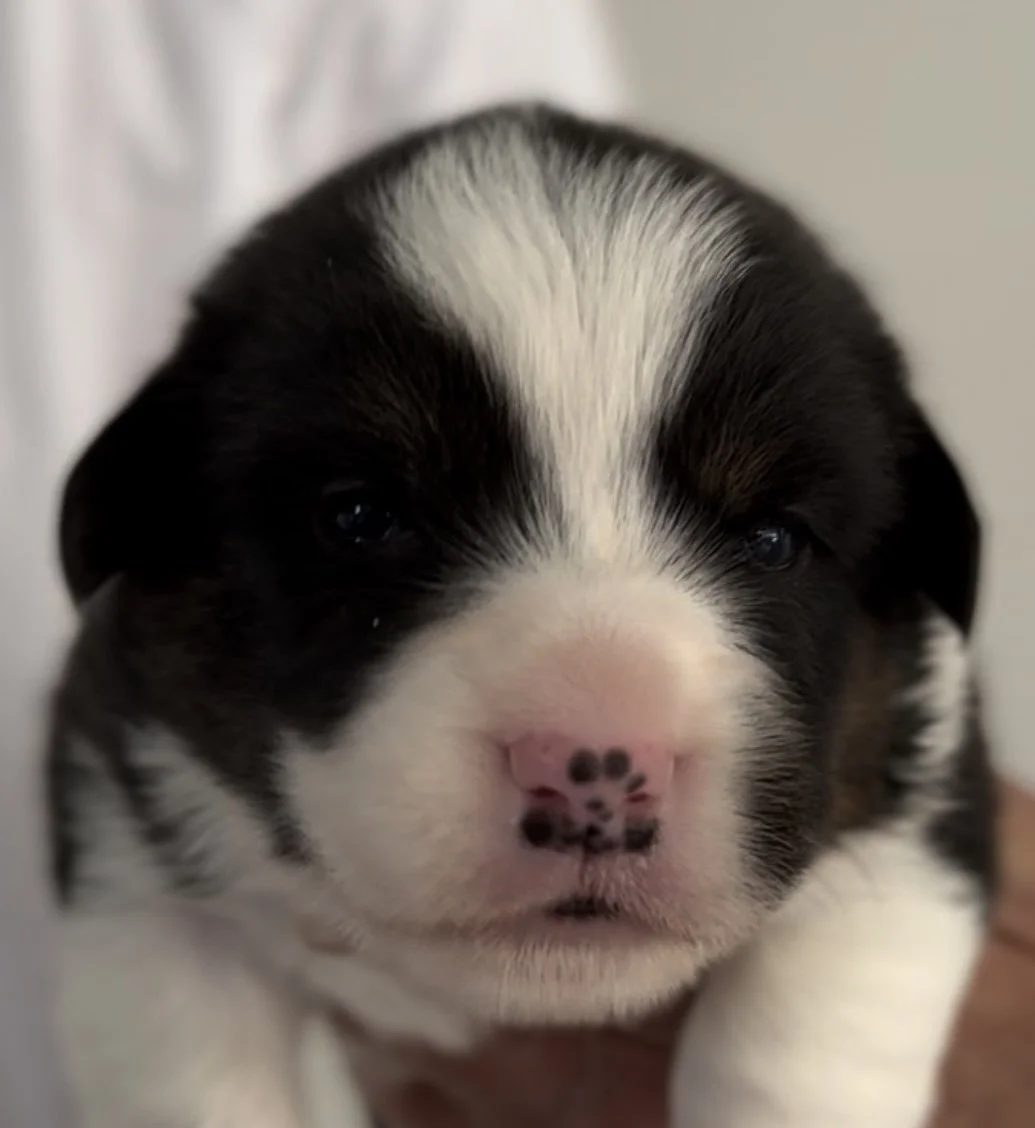 BLACK & WHITE BRINDLE POINT MALE 1