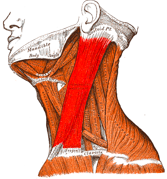 Anatomical drawing of the sternocleidomastoid (SCM)