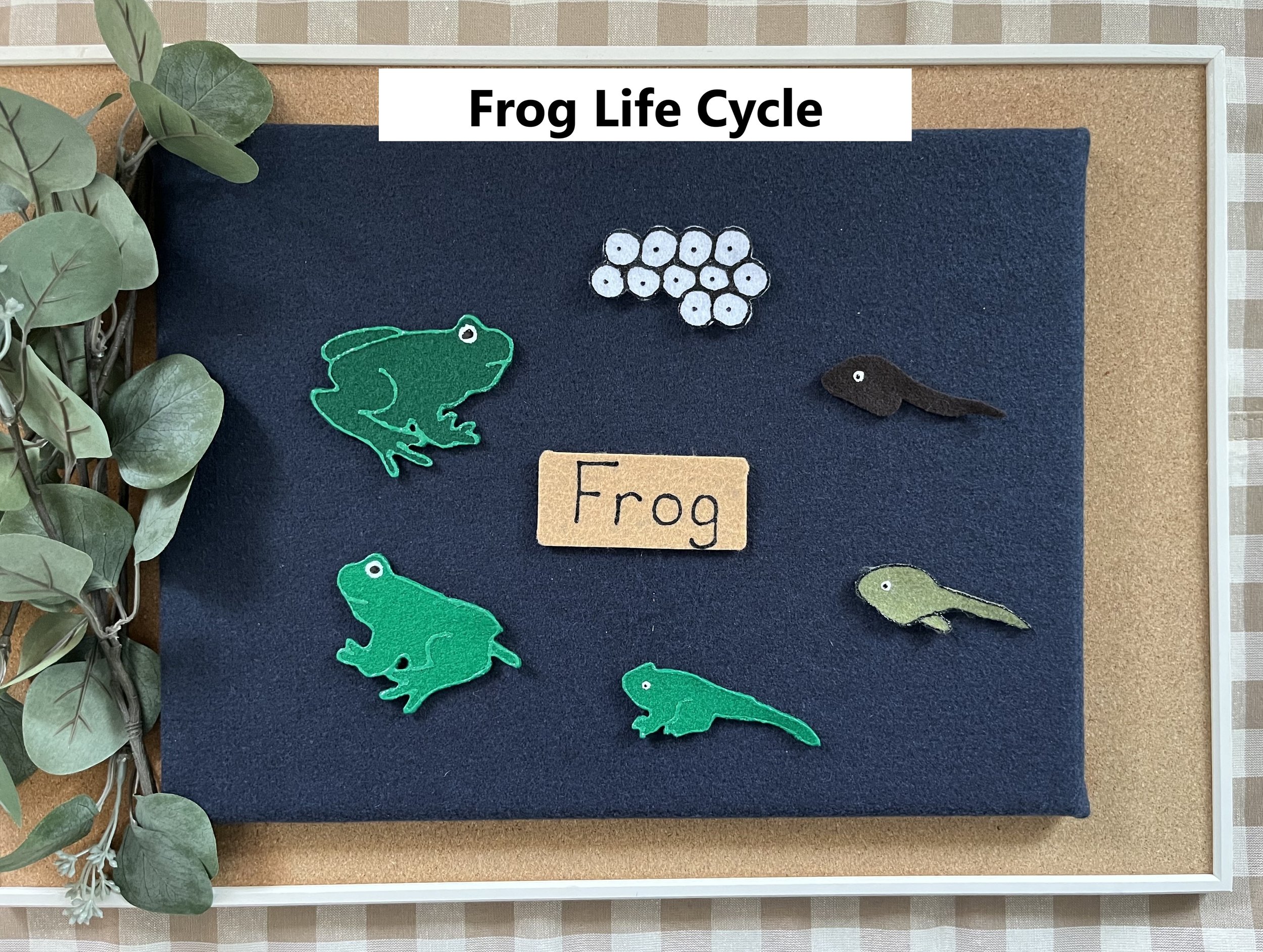 Frog Life Cycle.jpg