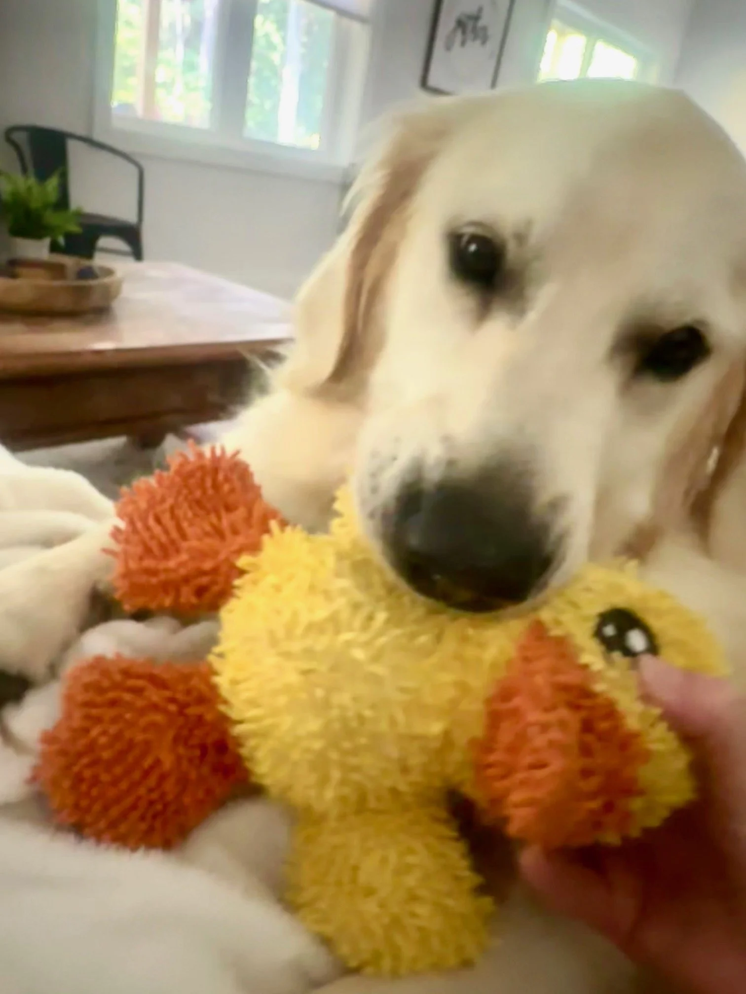 George26 with ducky.jpeg