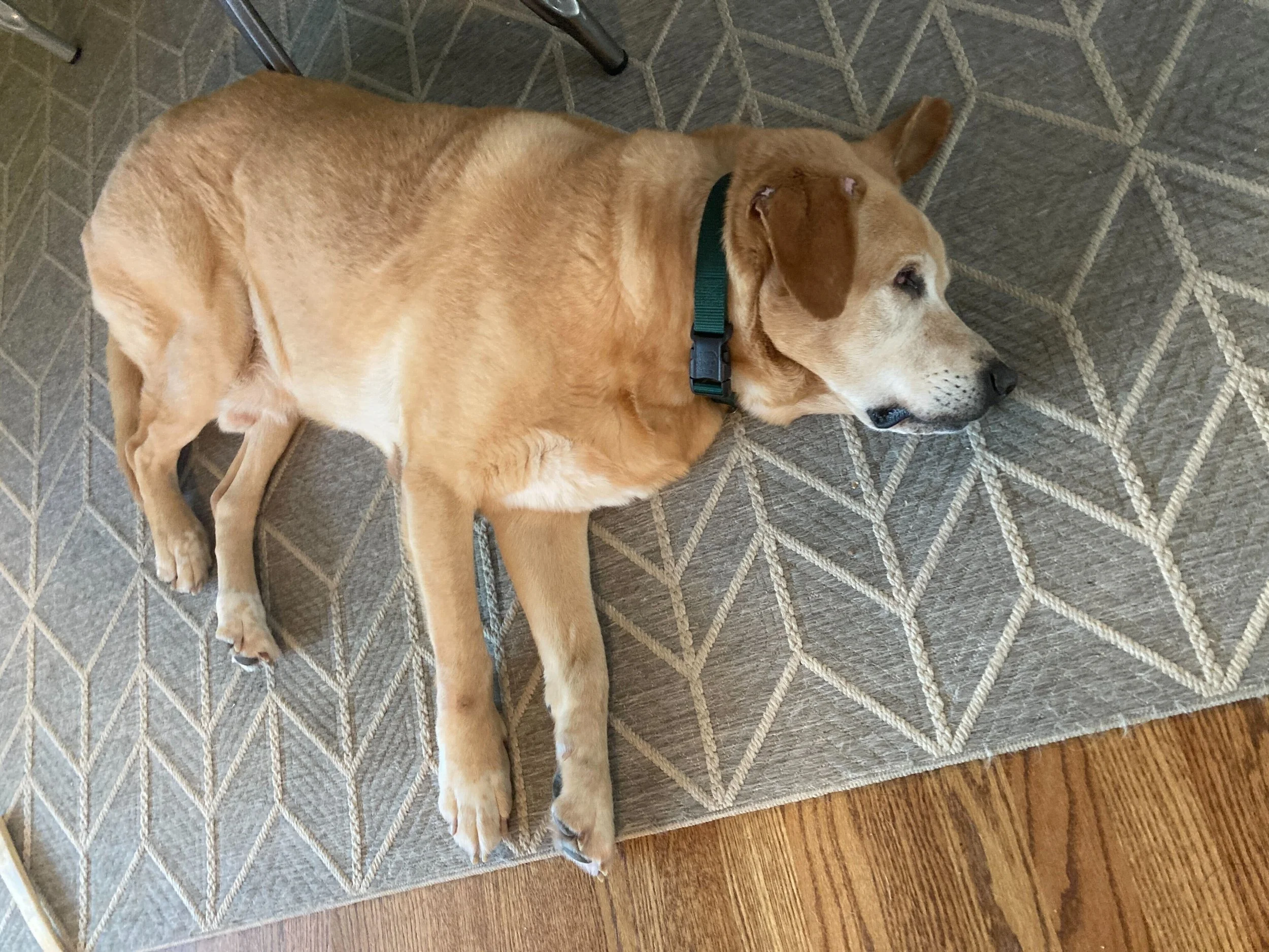 Willie on the floor - full body.jpg