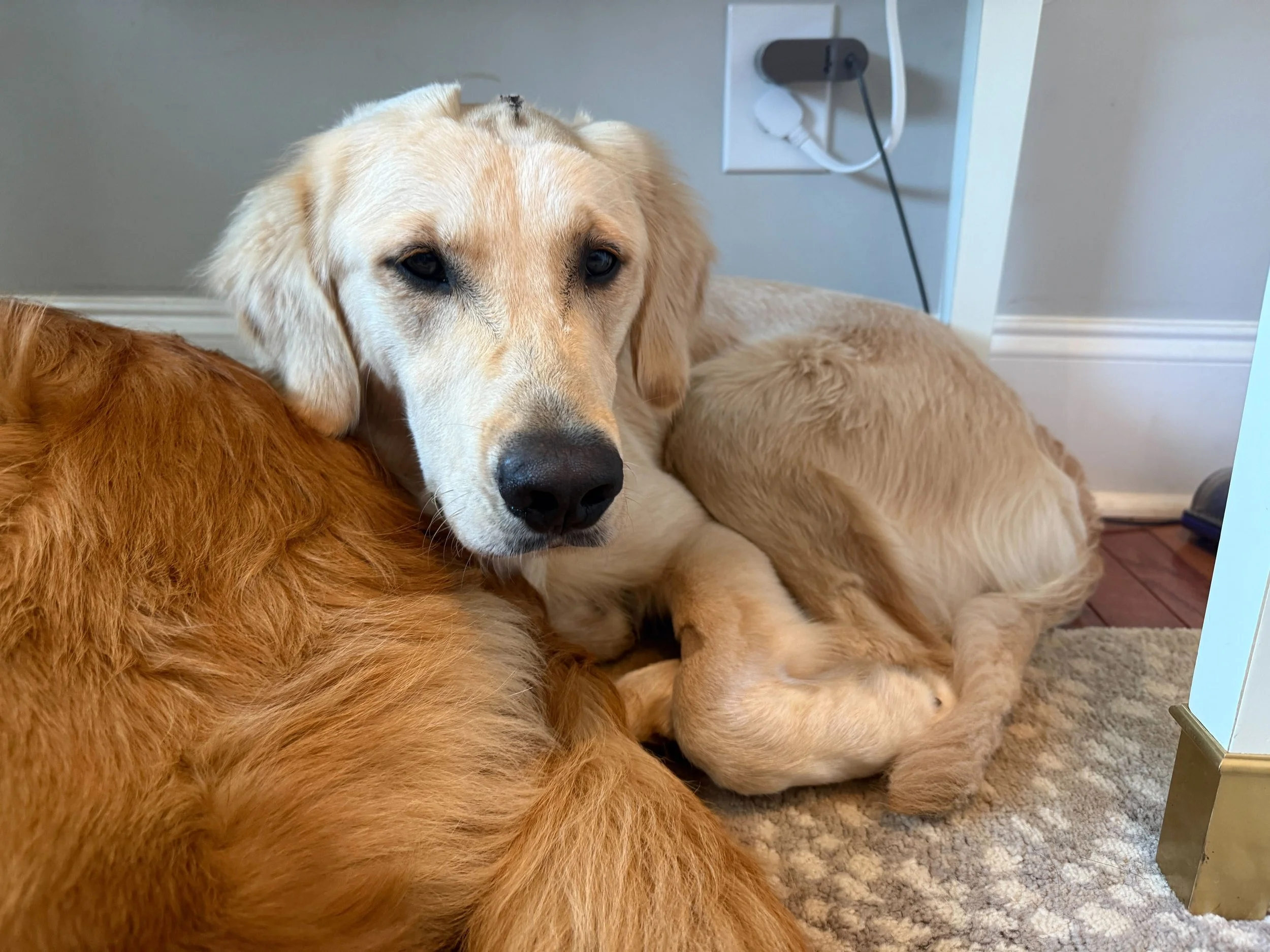 Tommy26 Cuddling.jpg