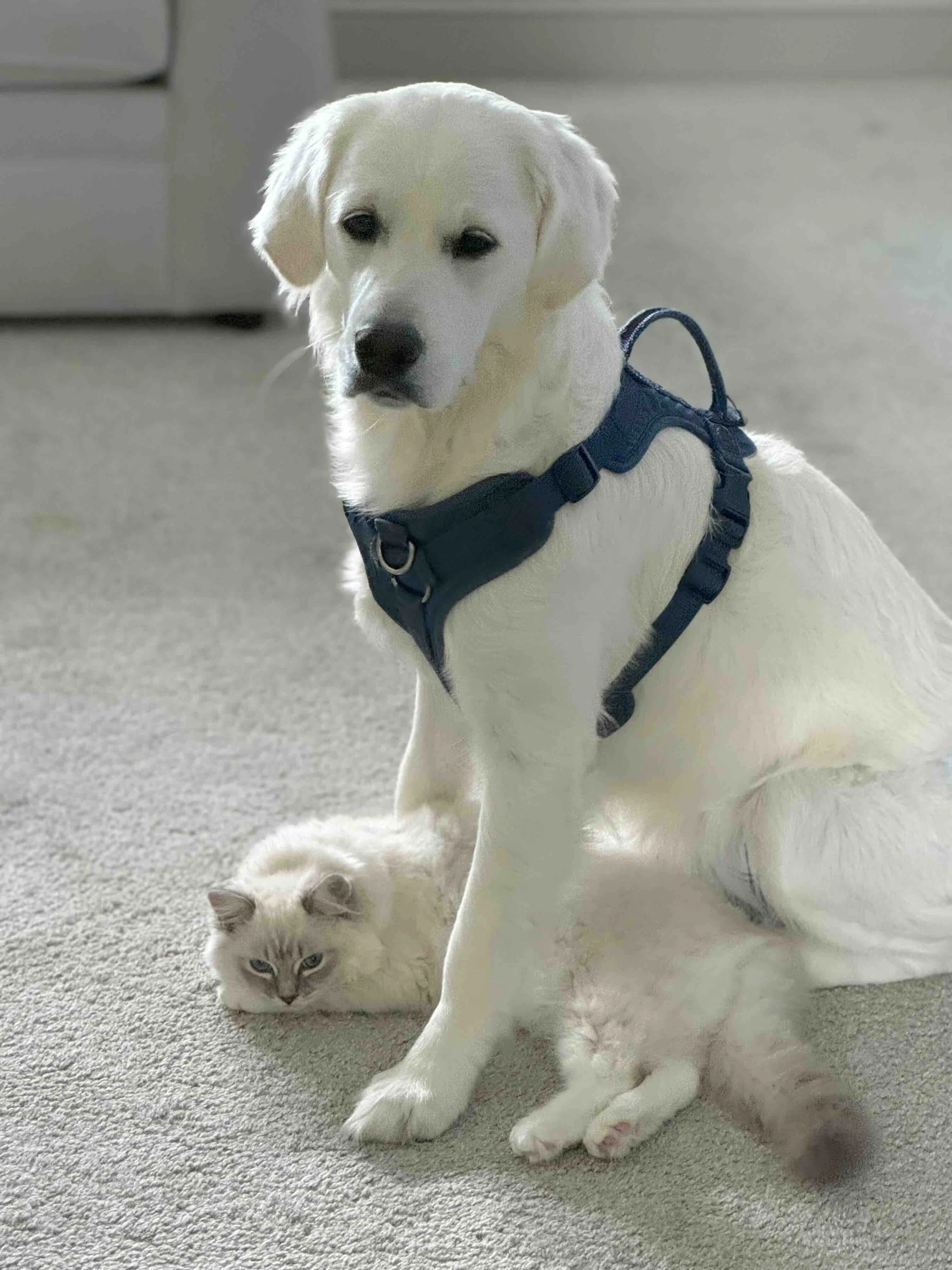 PoppiWithCat.jpg