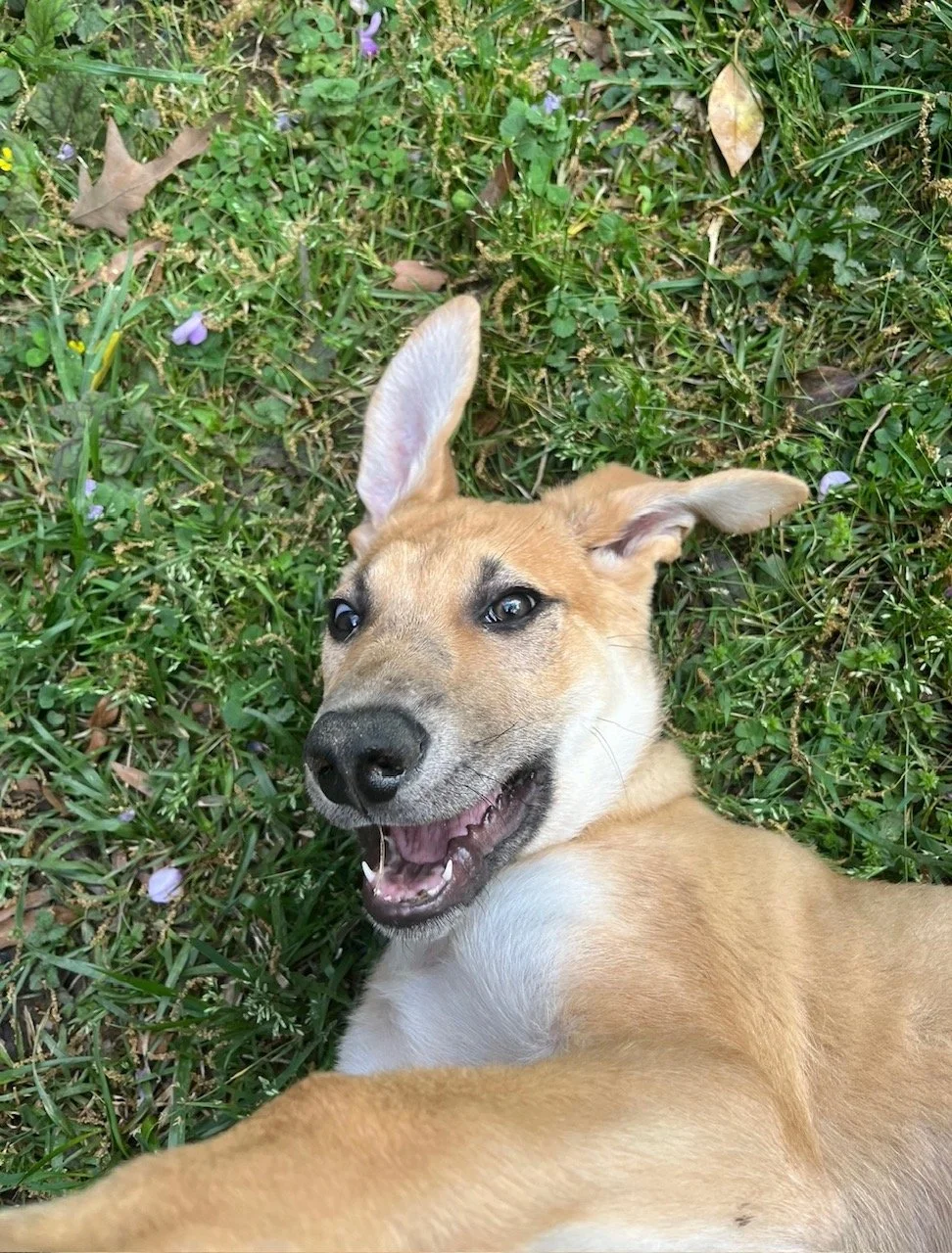 General 4 Neuse River Golden Retriever Rescue general-4-neuse-river-golden-retriever-rescue