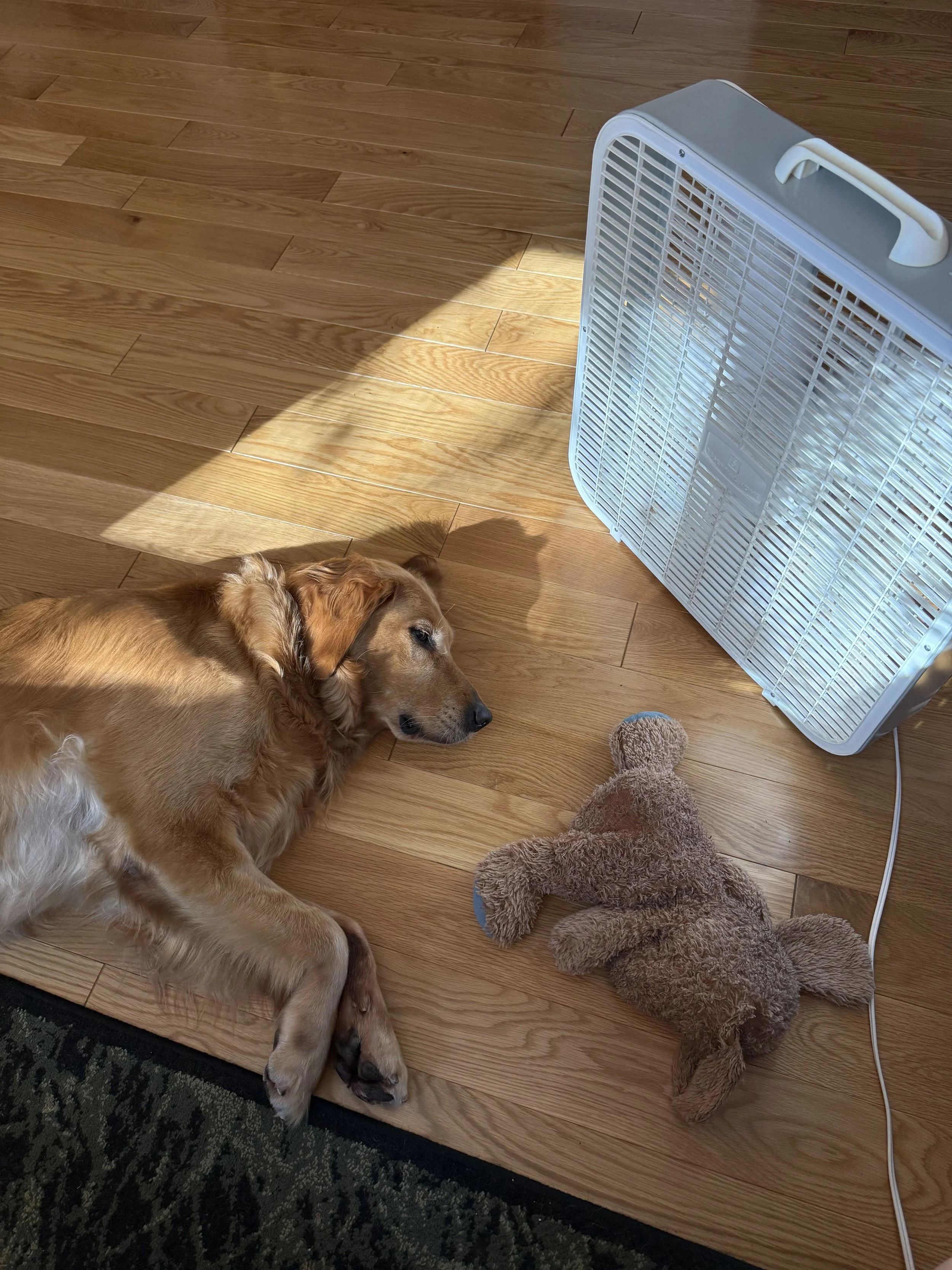 Leitha26 cooling off with her bunny.jpg