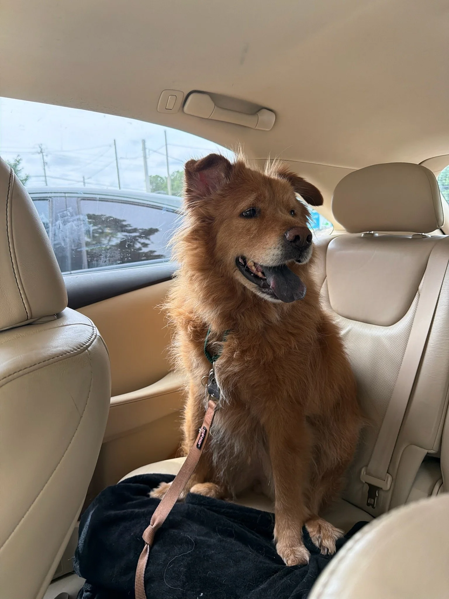 Puddin in car 1.jpg
