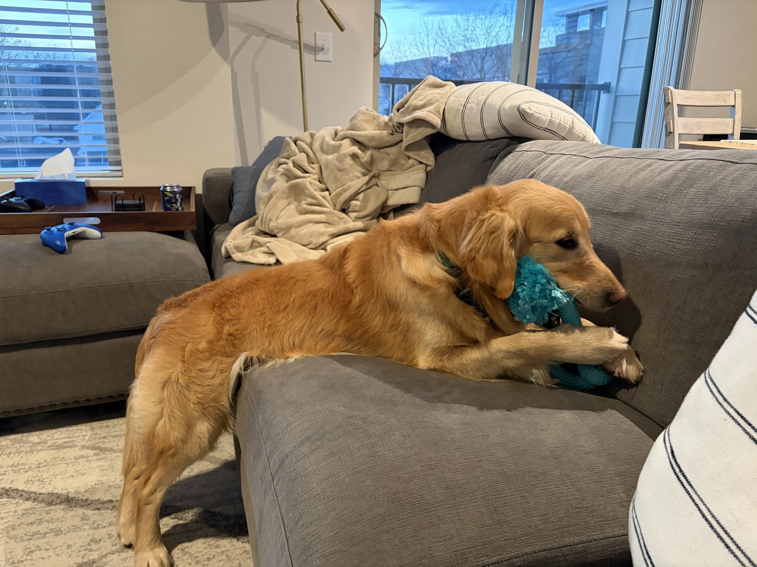 Jax on couch with toy.jpg