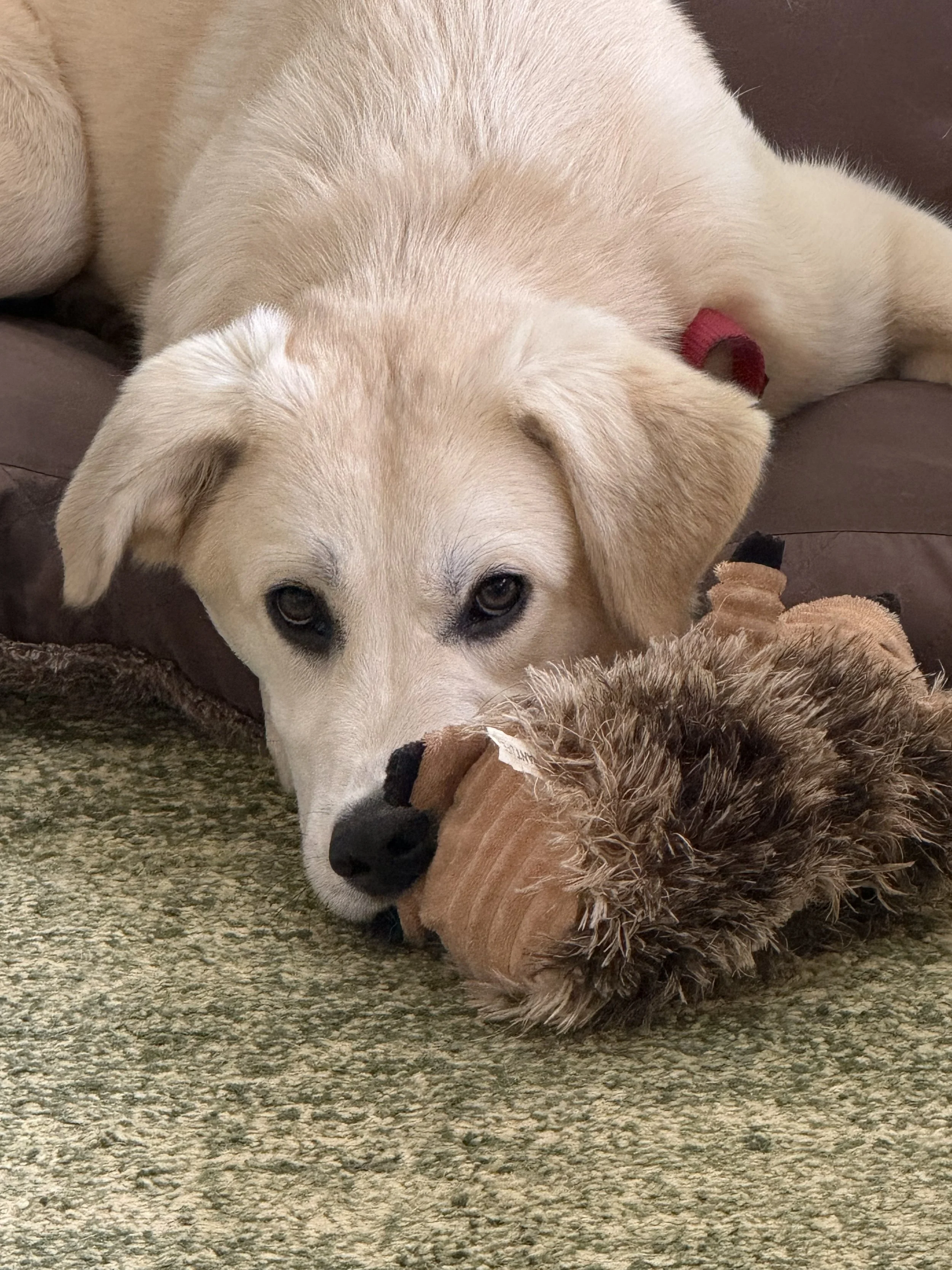 Aly with toy.jpeg