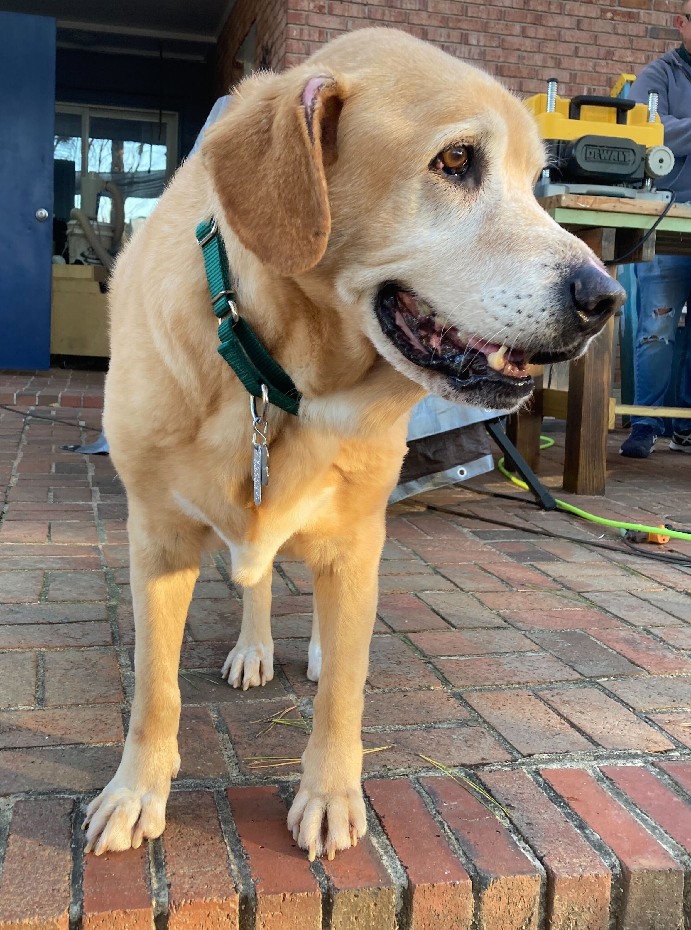 Willie smiling and standing.jpg