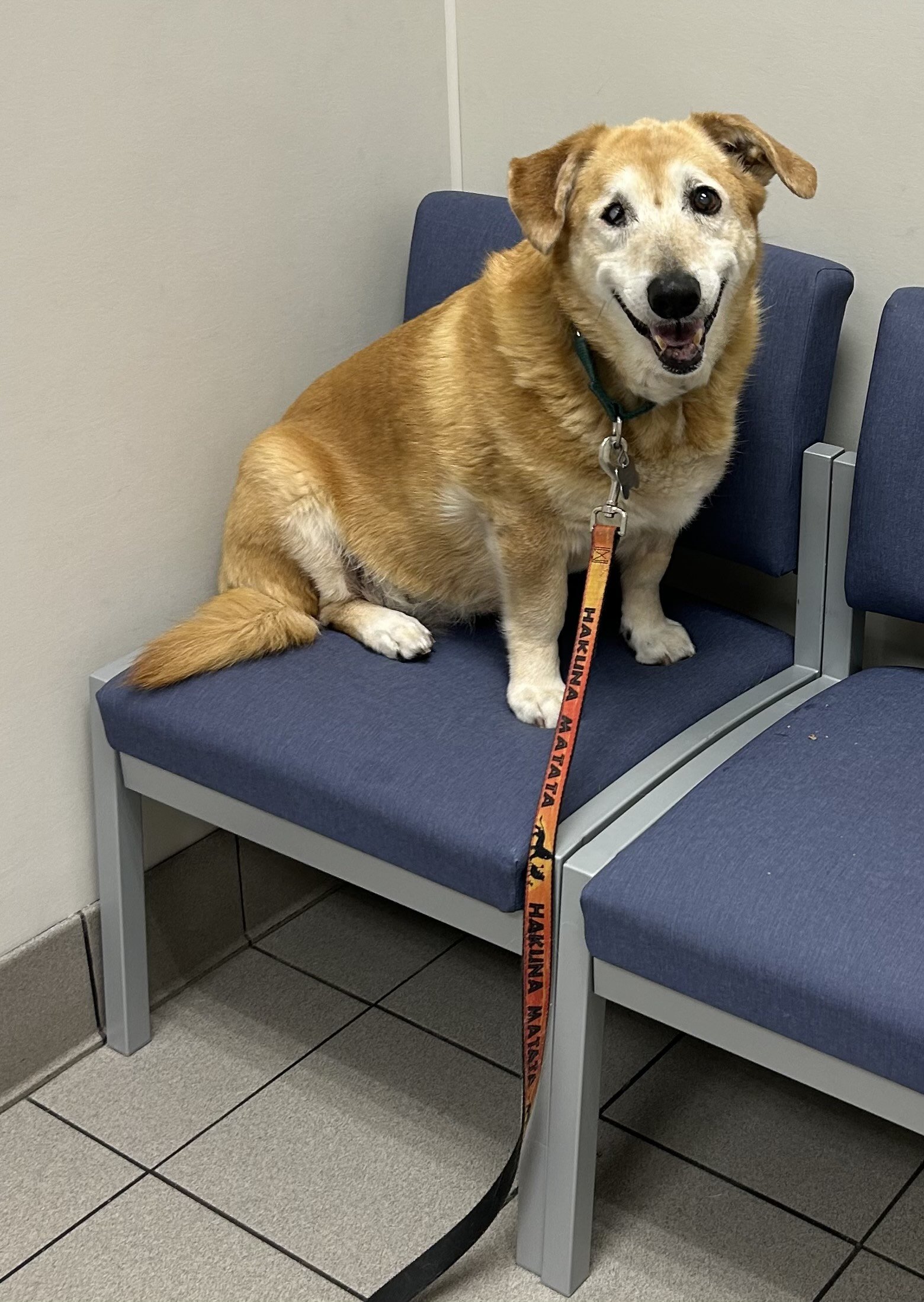 Agatha happy at the vet.jpg