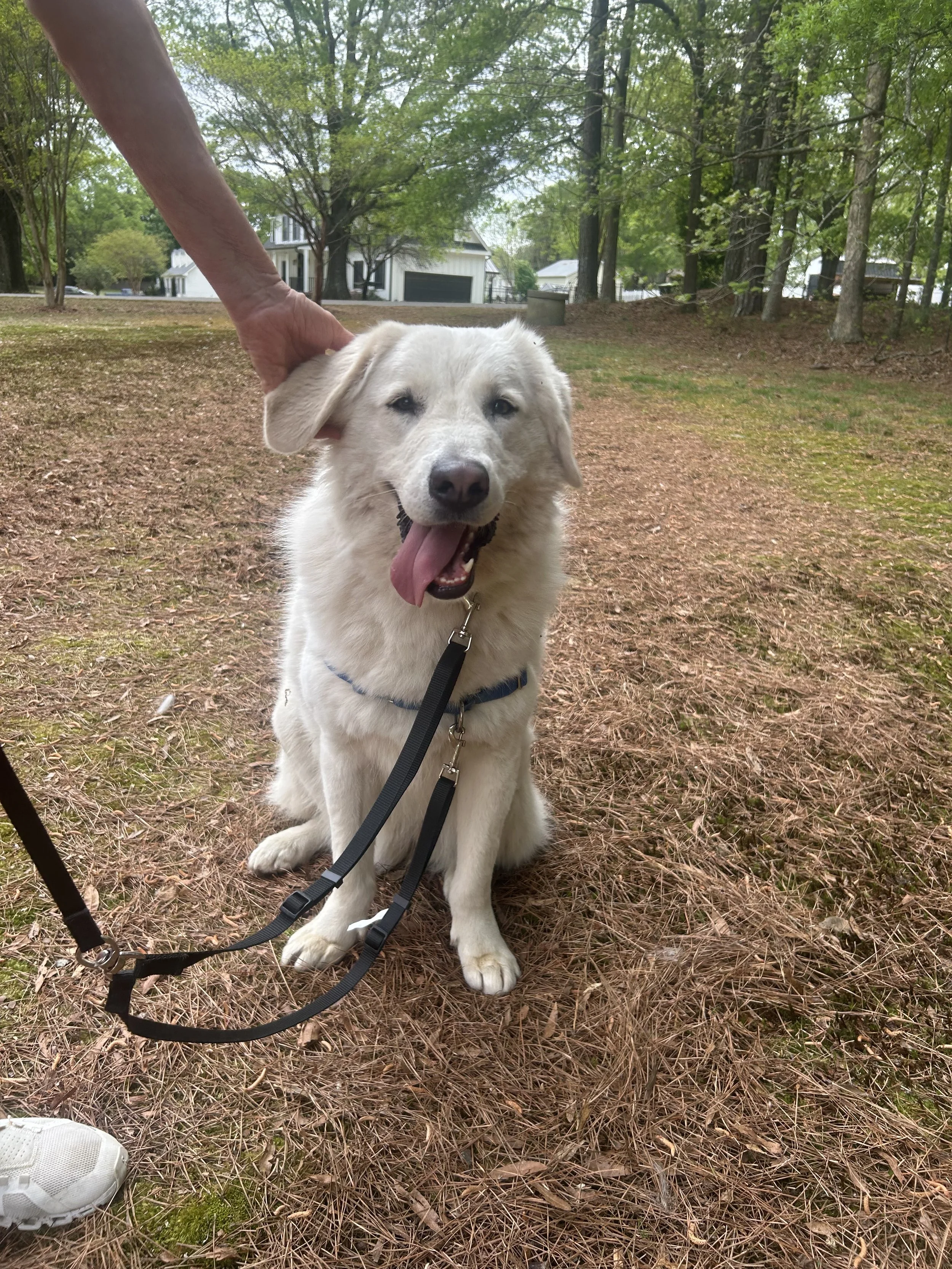 Bear profile picture.jpeg