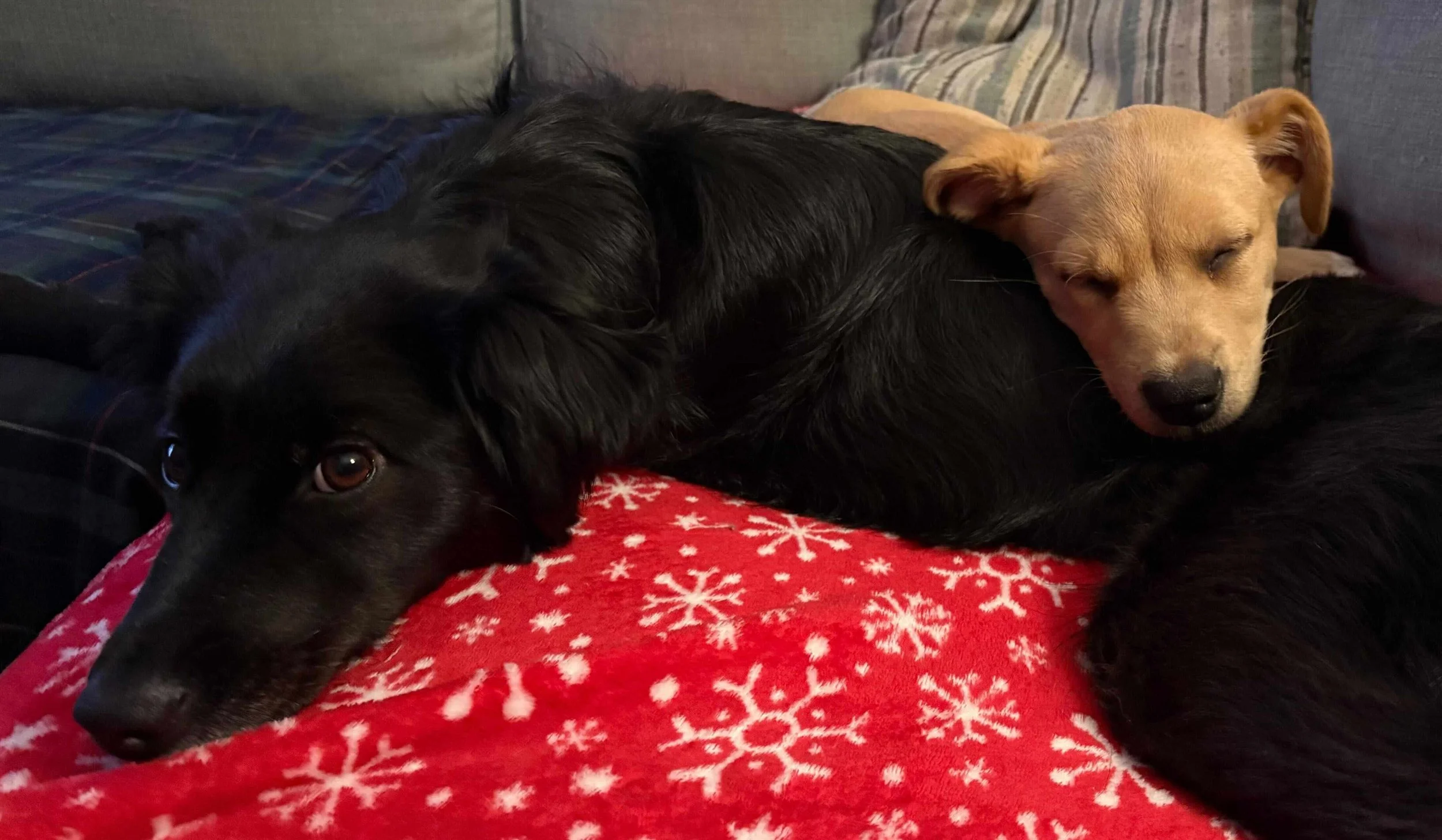 ReefCuddling.jpeg