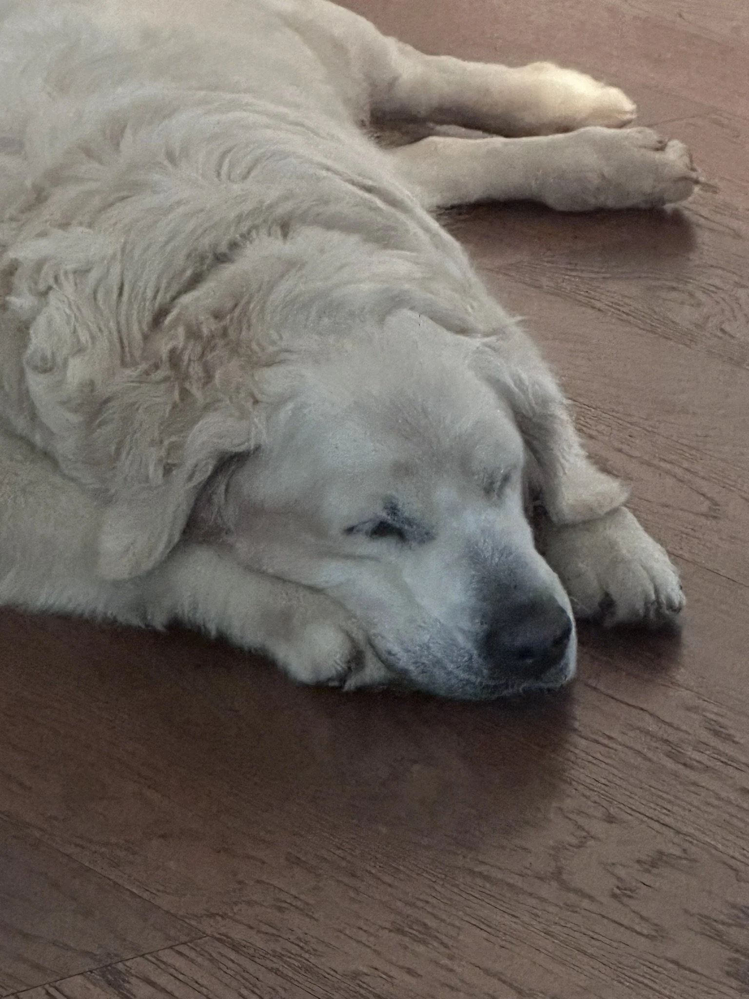 Resting.JPEG