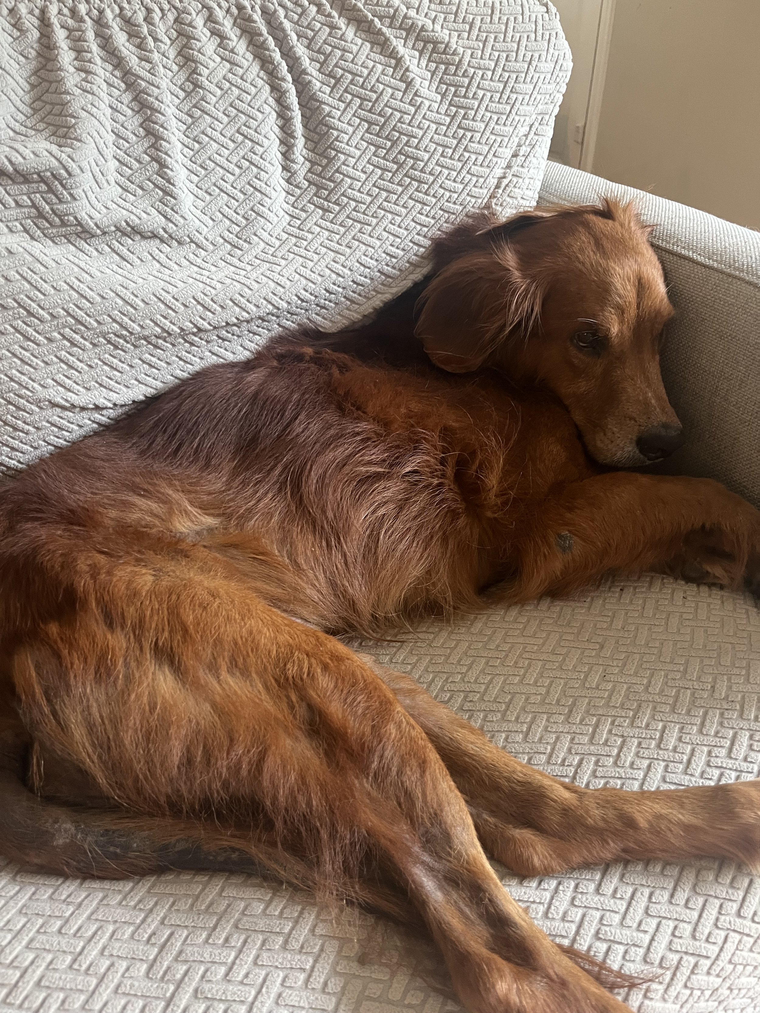 Gabe on Sofa 3.jpg