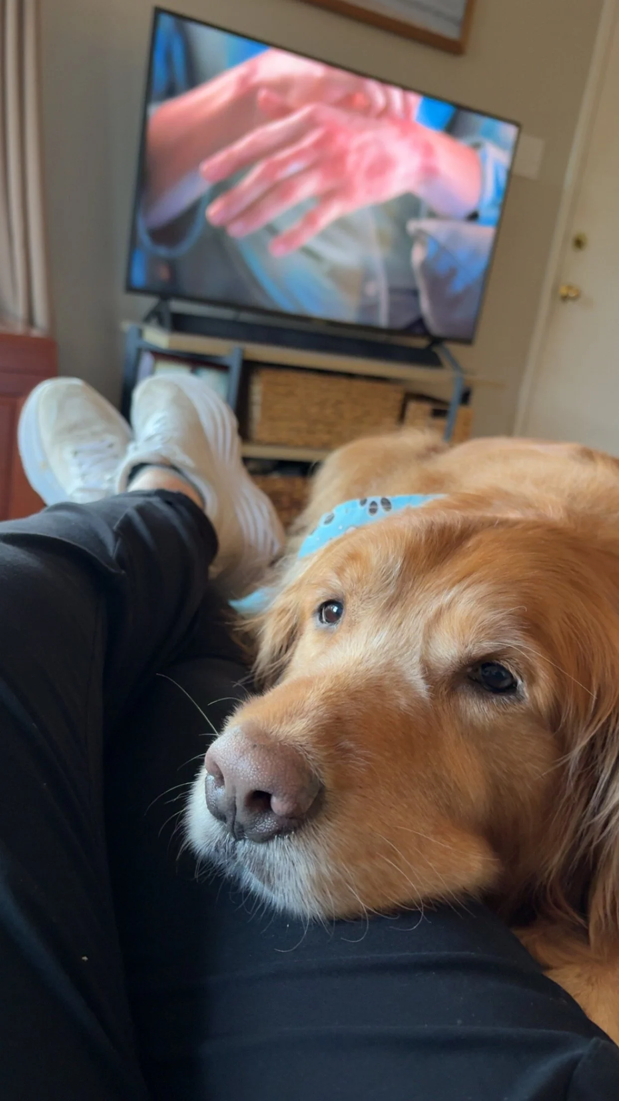 Loudon loves his human.JPG
